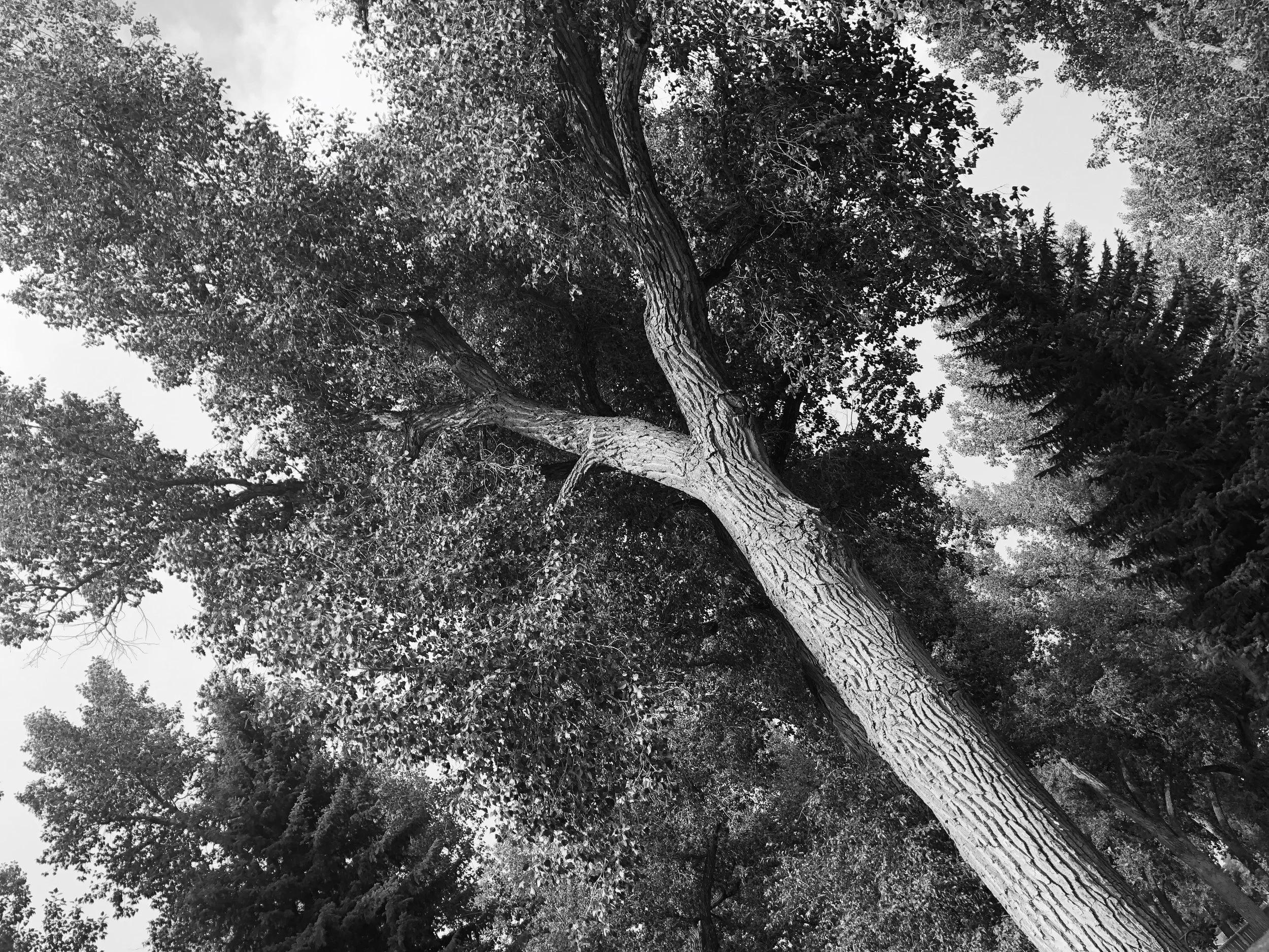 Jill Joy - Epic  Tree - Photography - BW - Wyoming