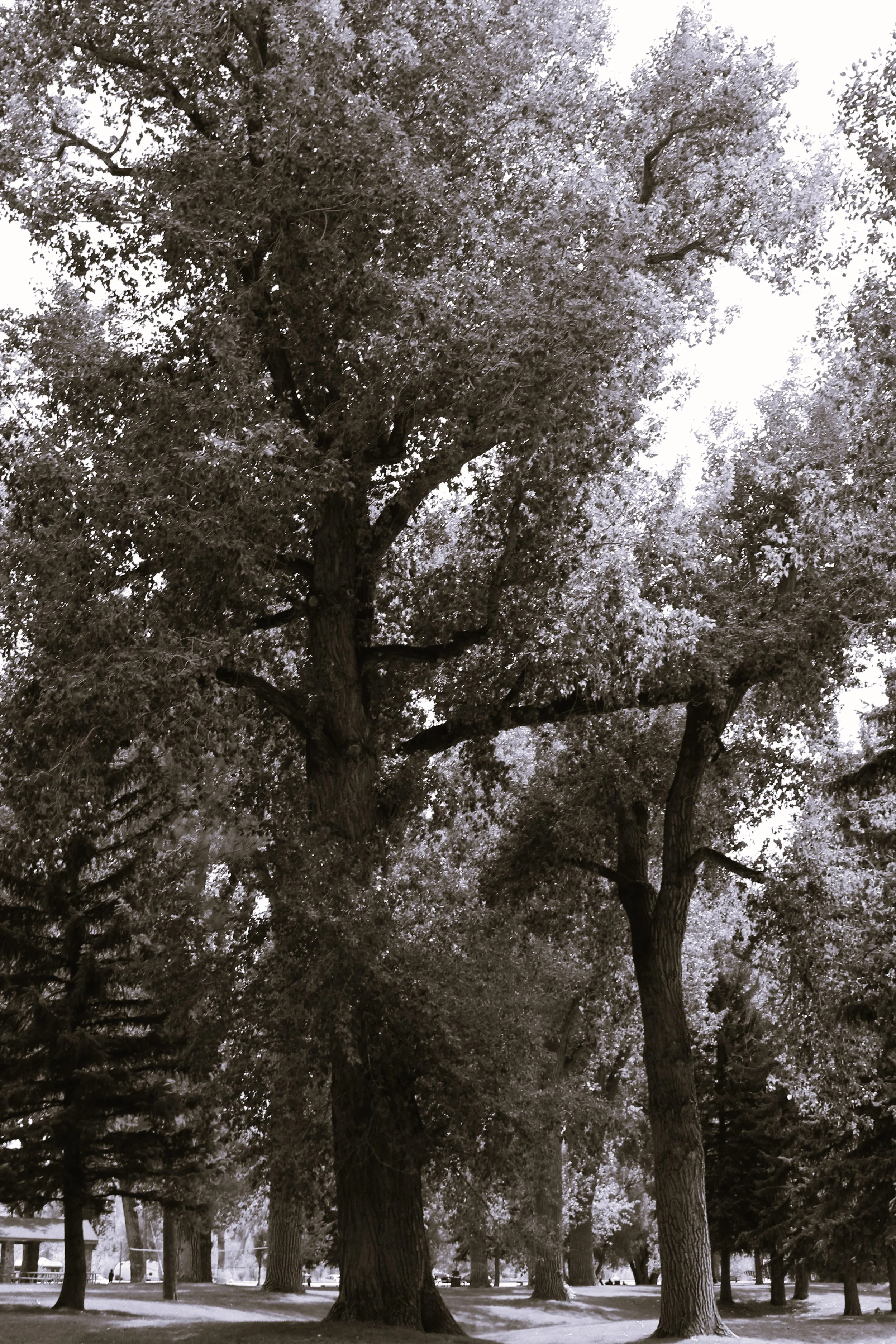 Jill Joy - Popo Agee Trees  Photography - BW - Wyoming
