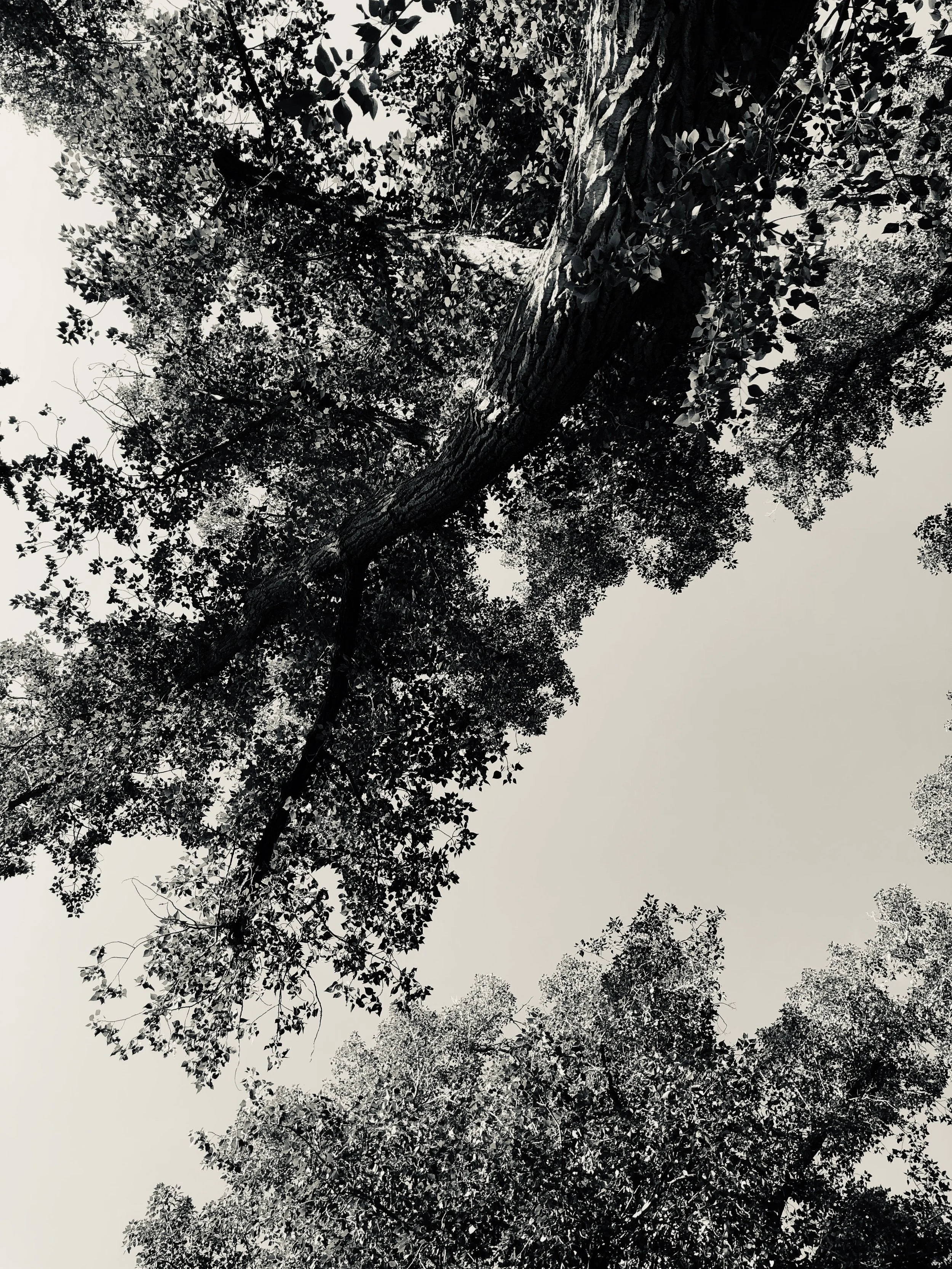 Jill Joy - Sky View Tree  Photography - BW - Wyoming