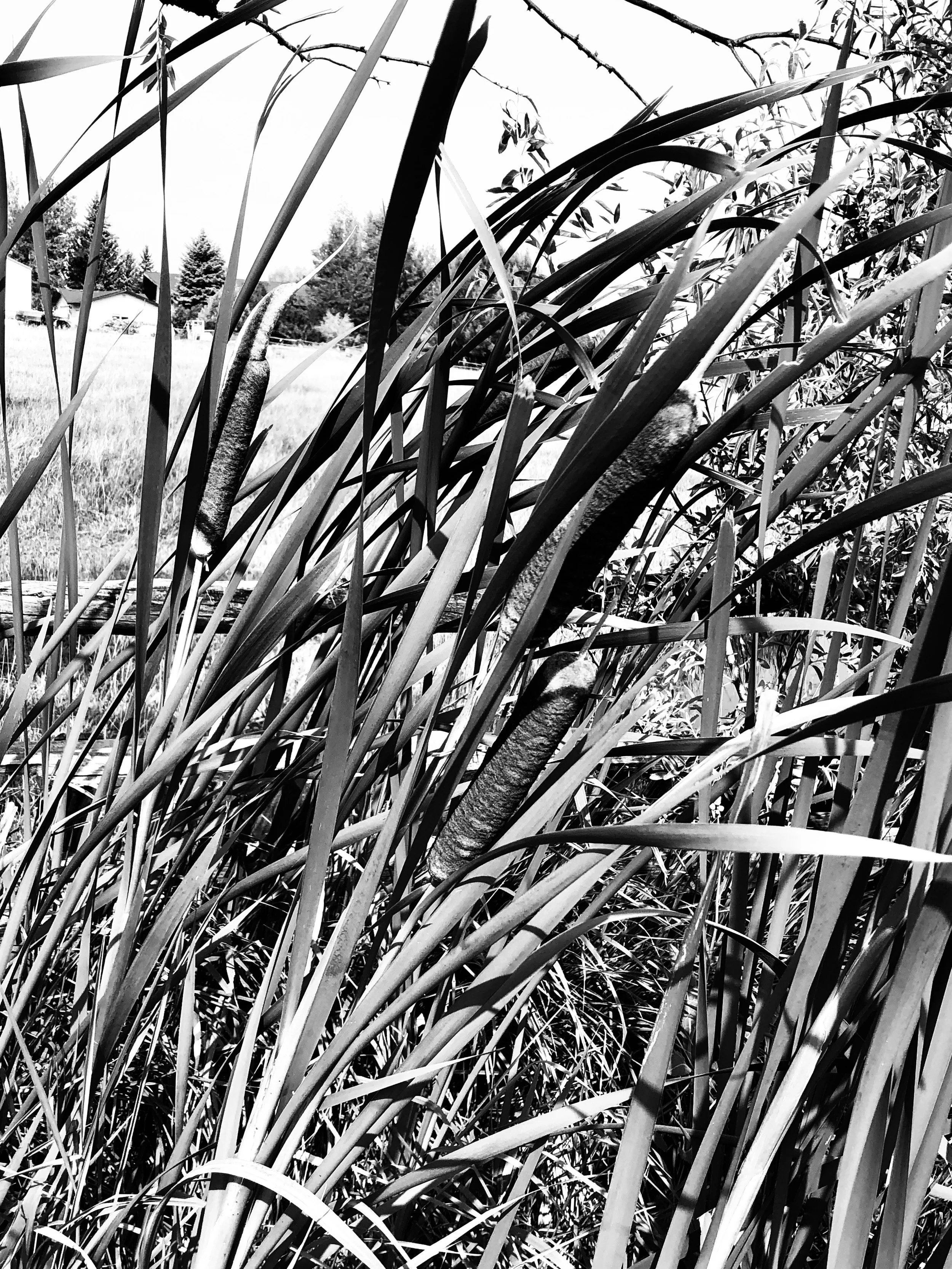 Jill Joy - Cattails - Photography - BW - Wyoming 