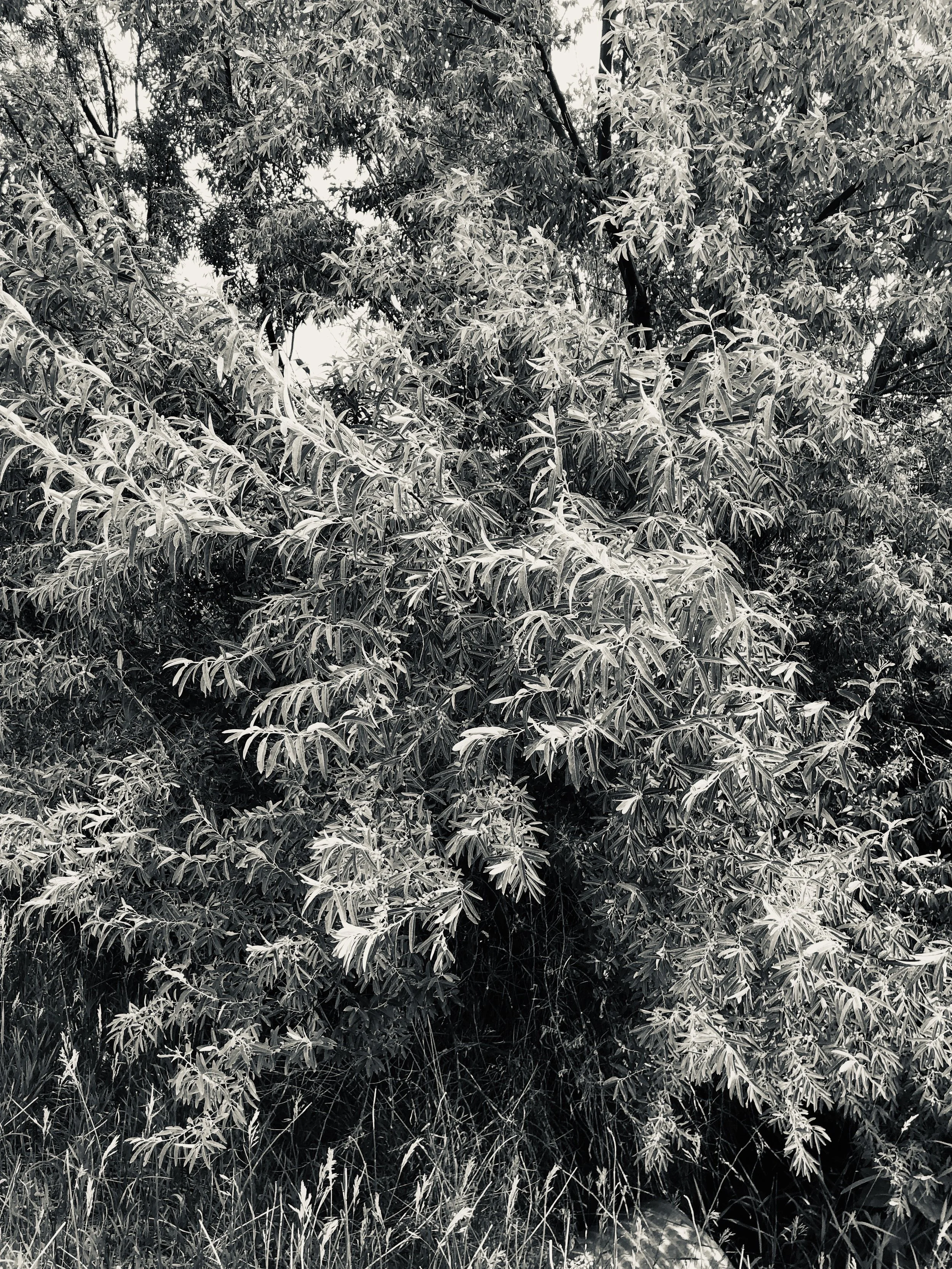 Jill Joy - Brush - Photography - BW - Wyoming