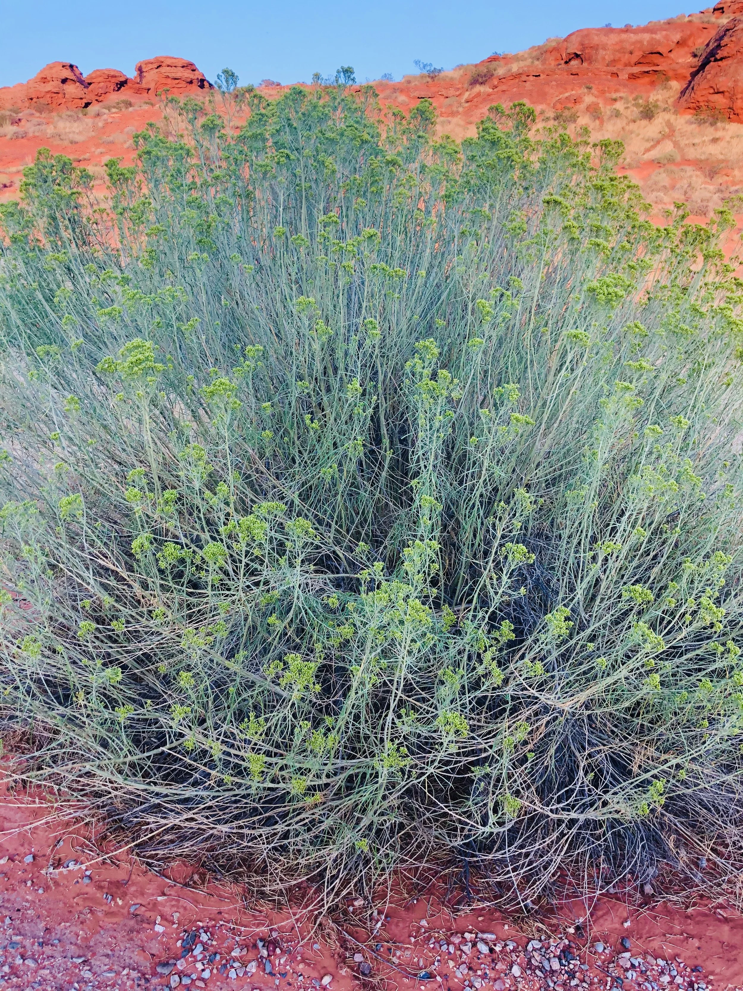 Jill Joy - Beauty Bush Vertical - Photography - Utah 