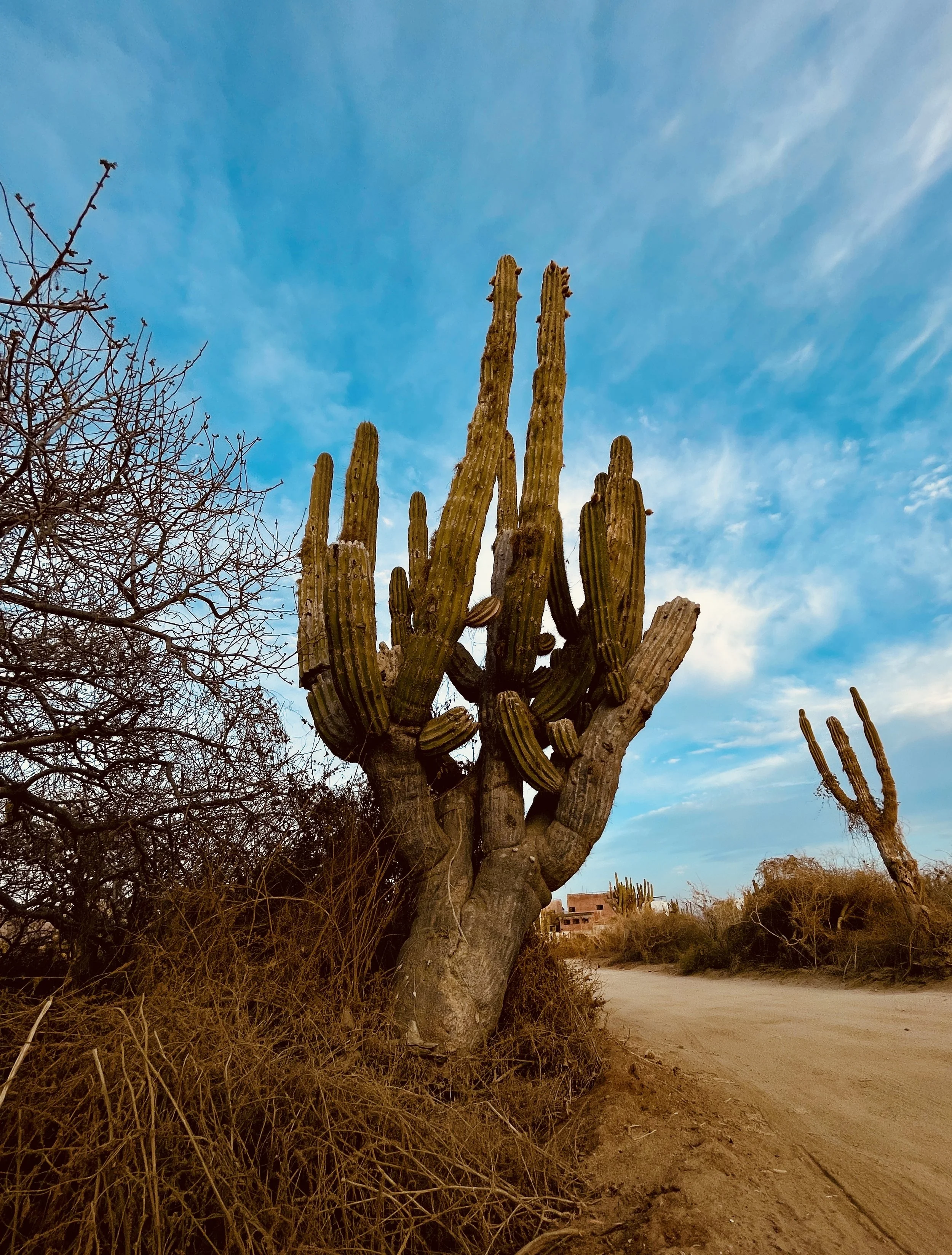 Jill Joy, Desert Titan 2, Baja Mexico, 2026