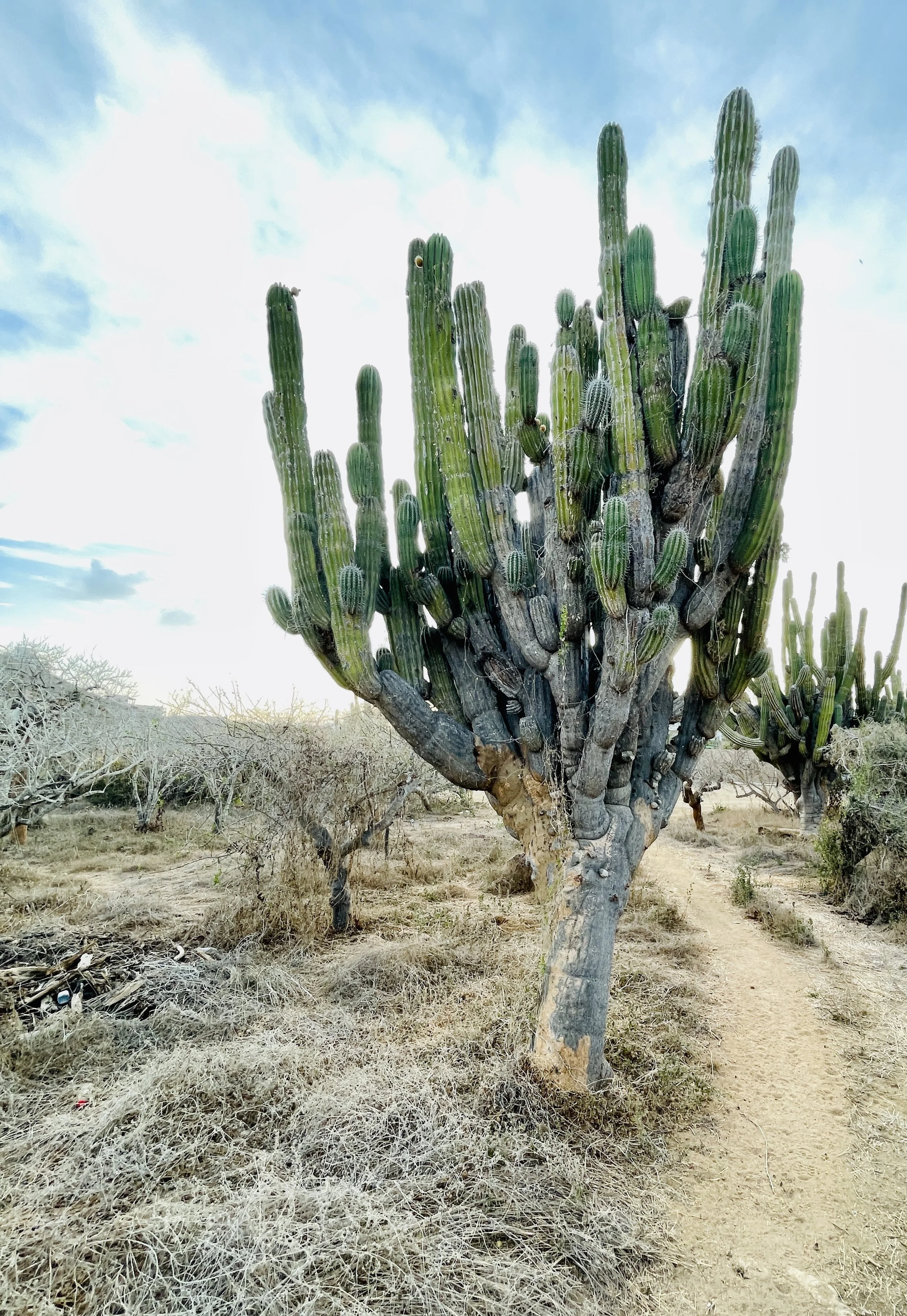 Jill Joy, Desert Titan 3, Baja Mexico, 2026