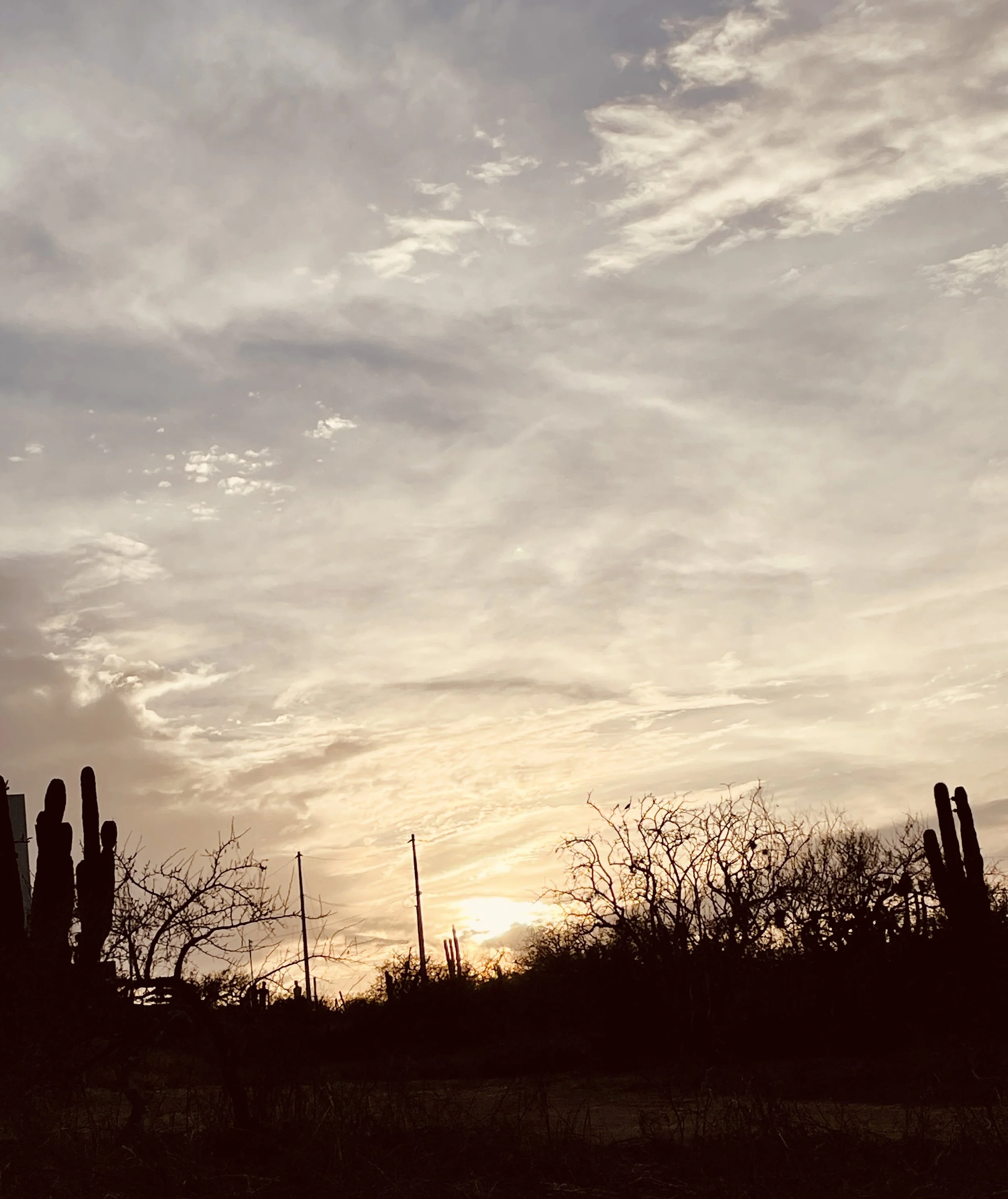 Jill Joy, Desertscape 1, Baja Mexico, 2026.JPG