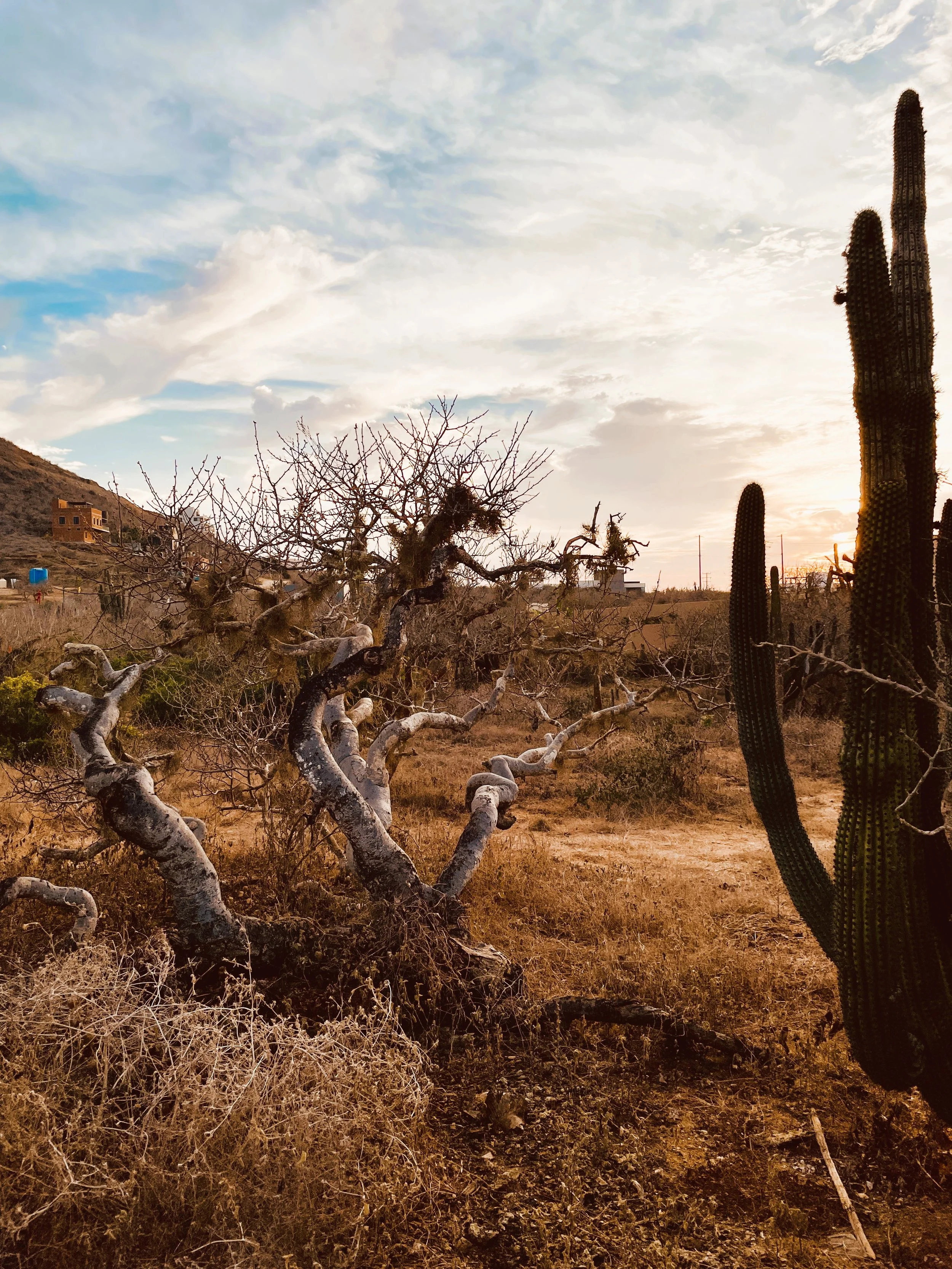 Jill Joy, Desertscape, Baja Mexico, 2026.JPG