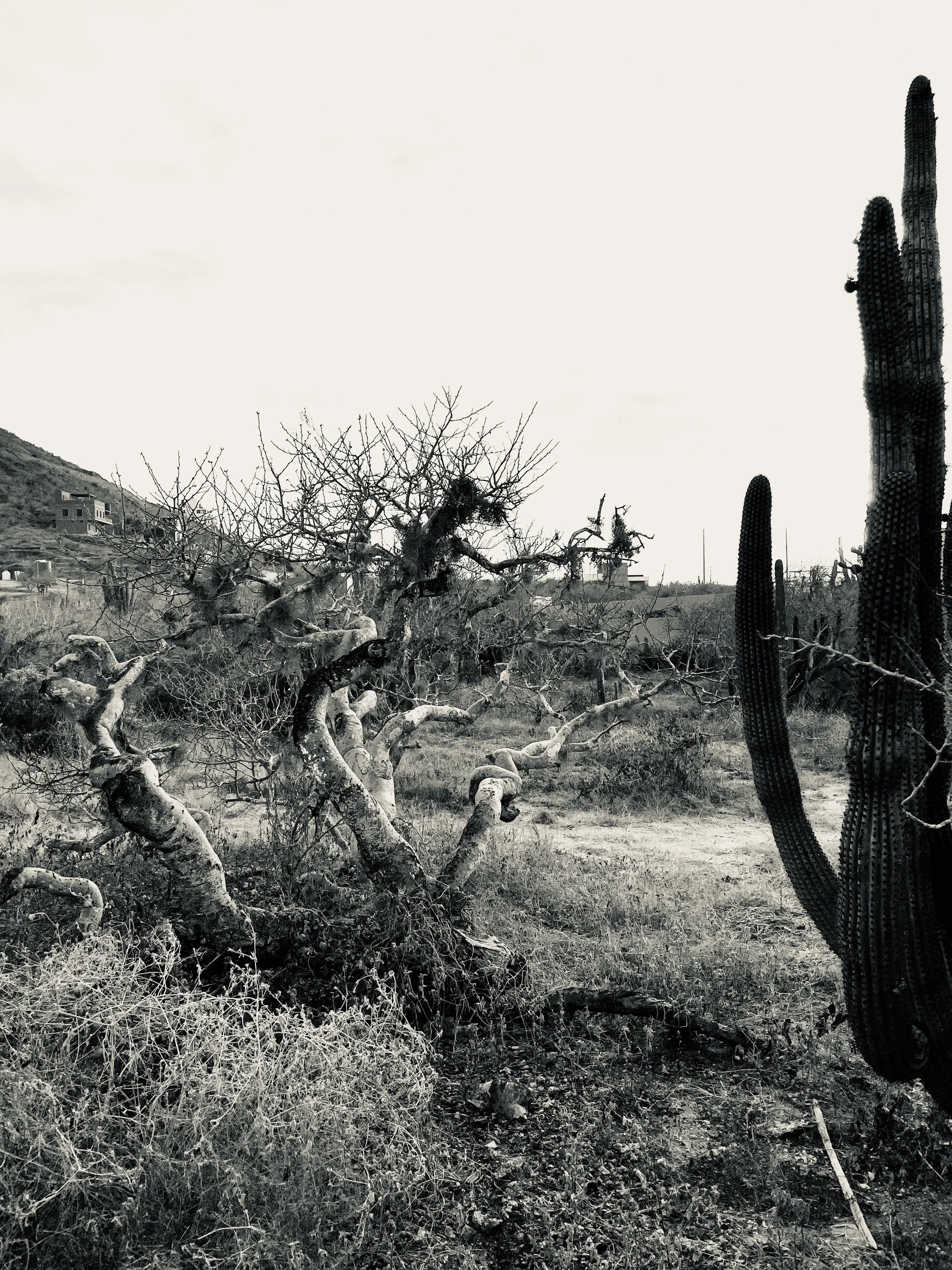 Jill Joy, Desertscape BW, Baja Mexico, 2026.JPG