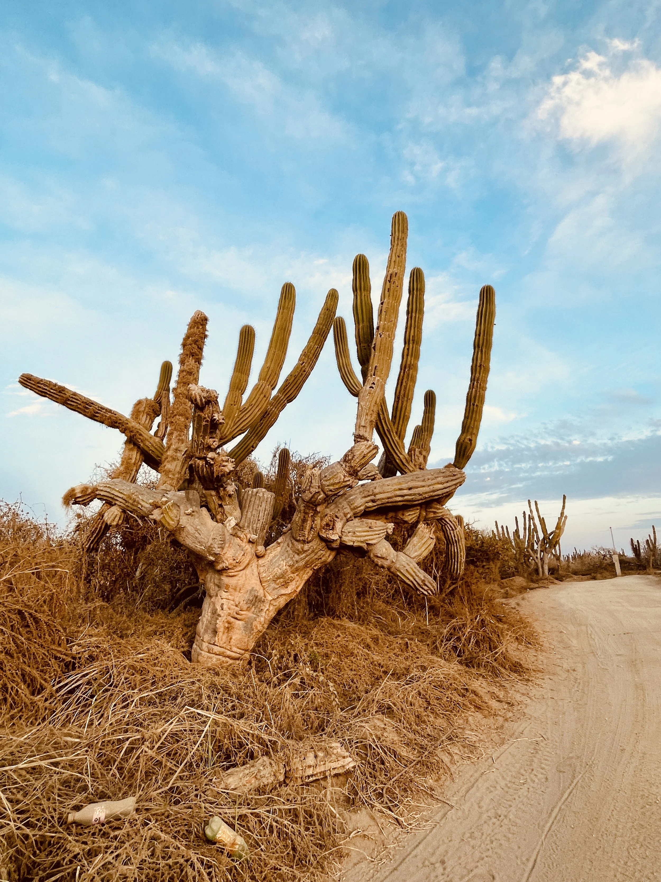 Jill Joy, Desert Titan 5, Baja Mexico, 2026
