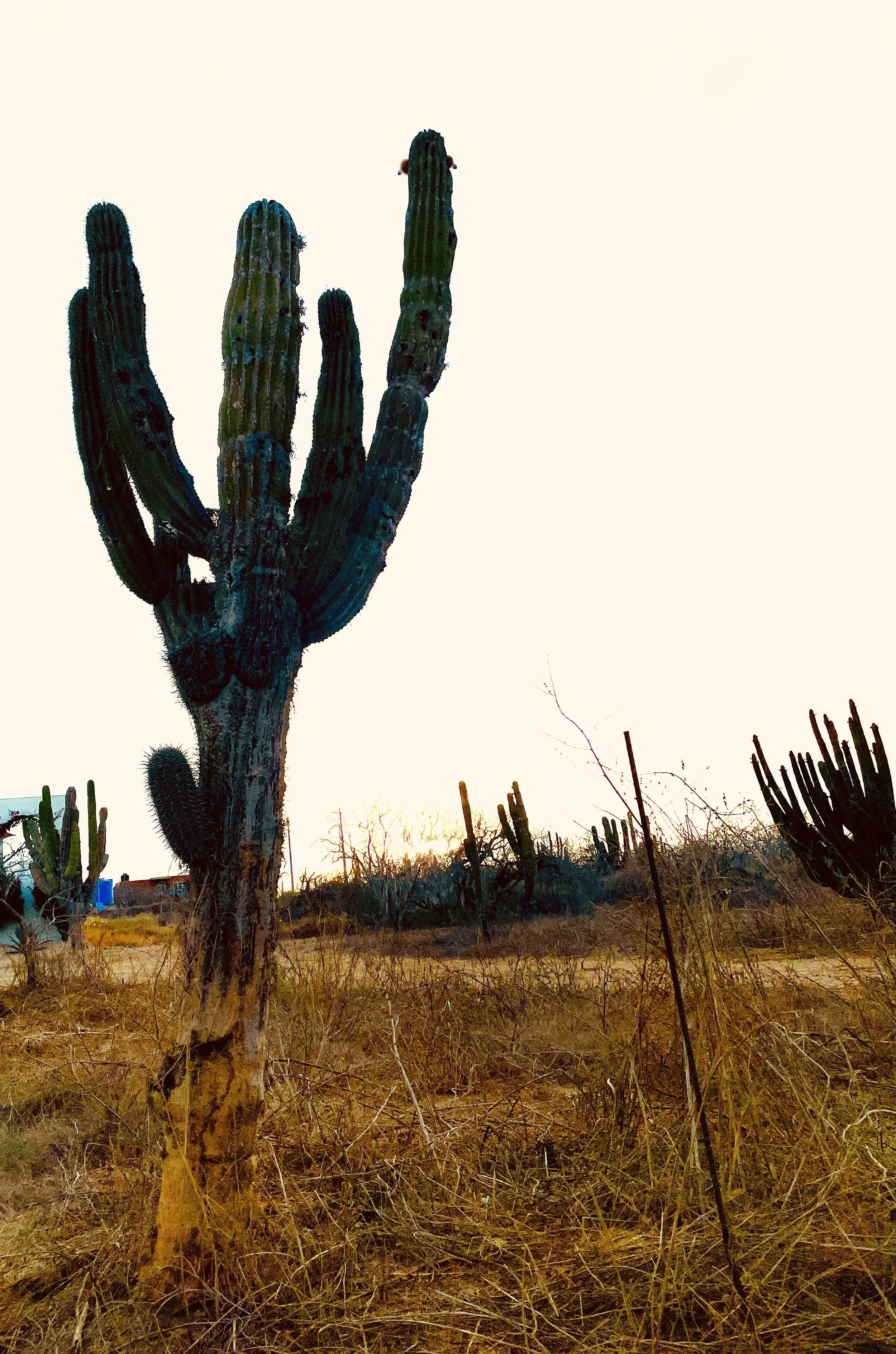 Jill Joy, Desert Titan 8, Baja Mexico, 2026