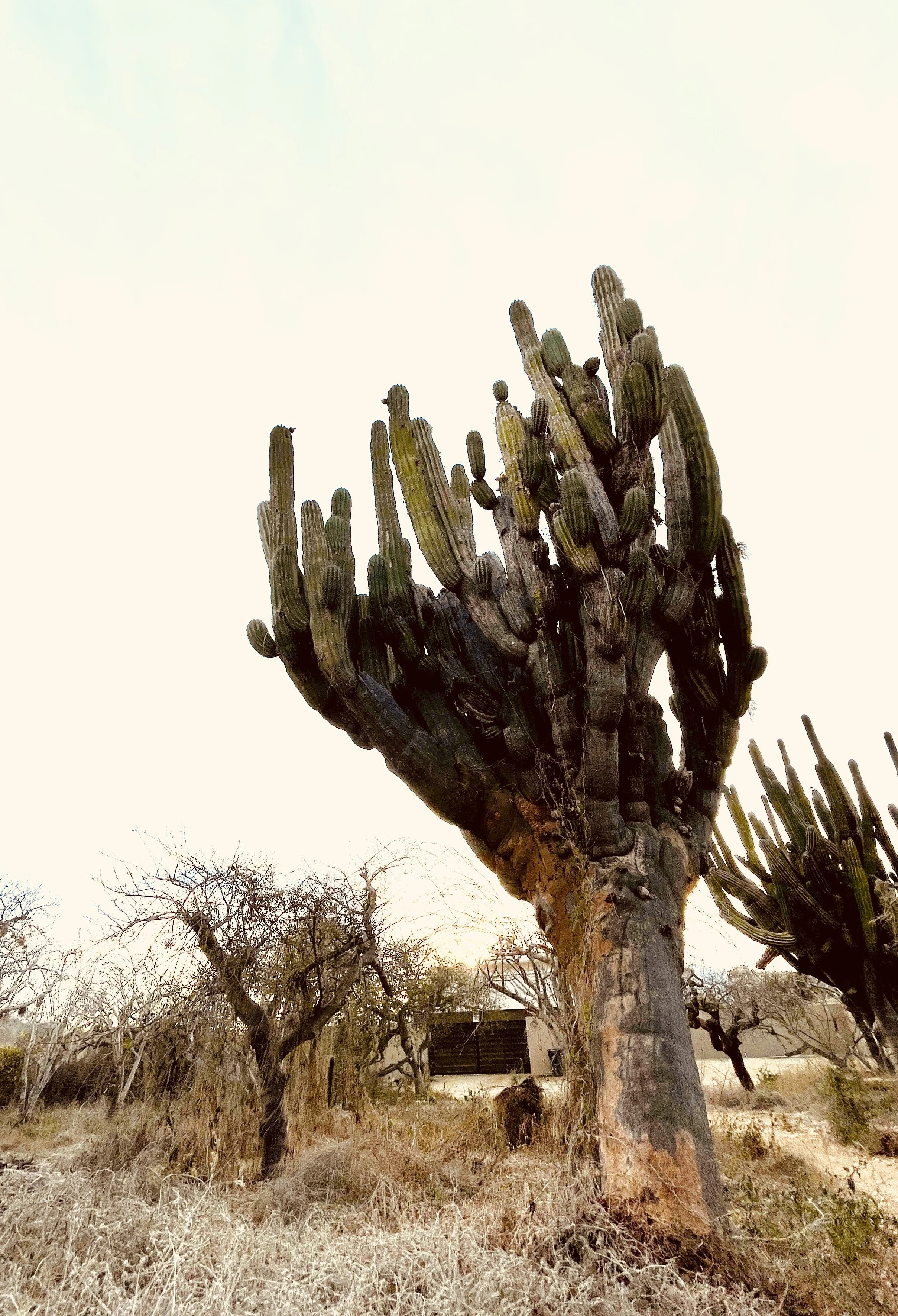 Jill Joy, Desert Titan 7, Baja Mexico, 2026
