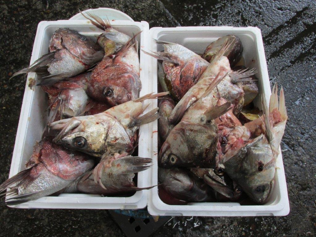 fishheads229.jpg