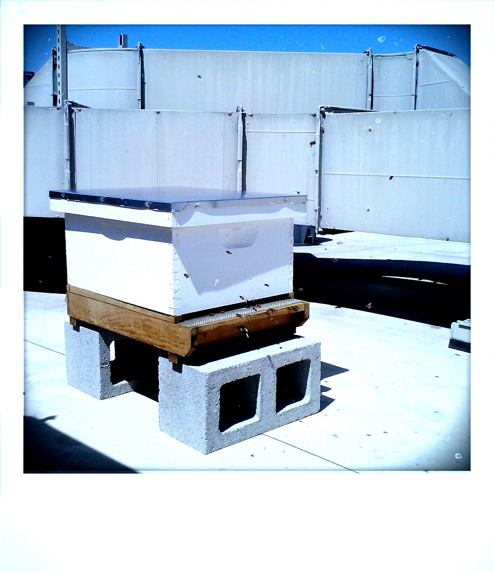 bee hive on roof.jpg