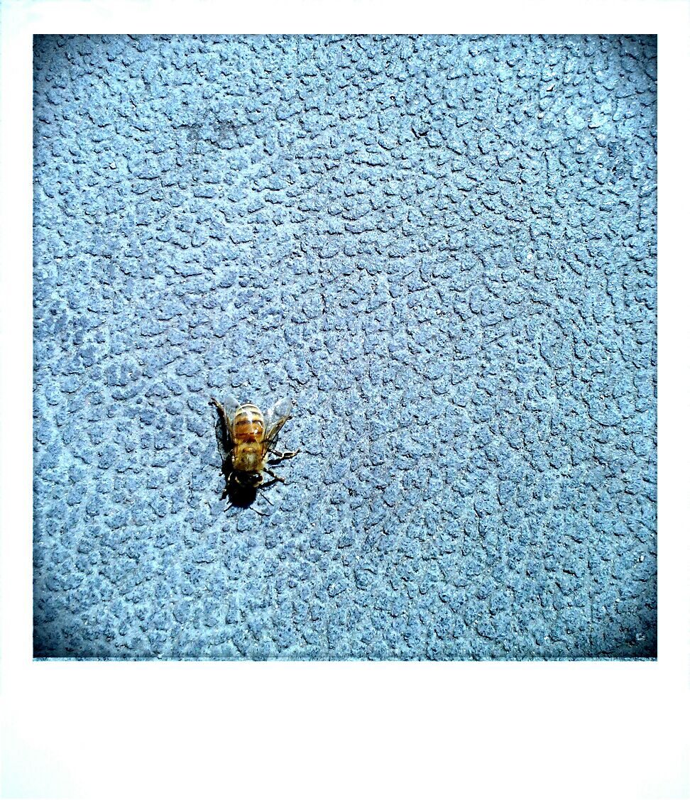 the lone bee.jpg