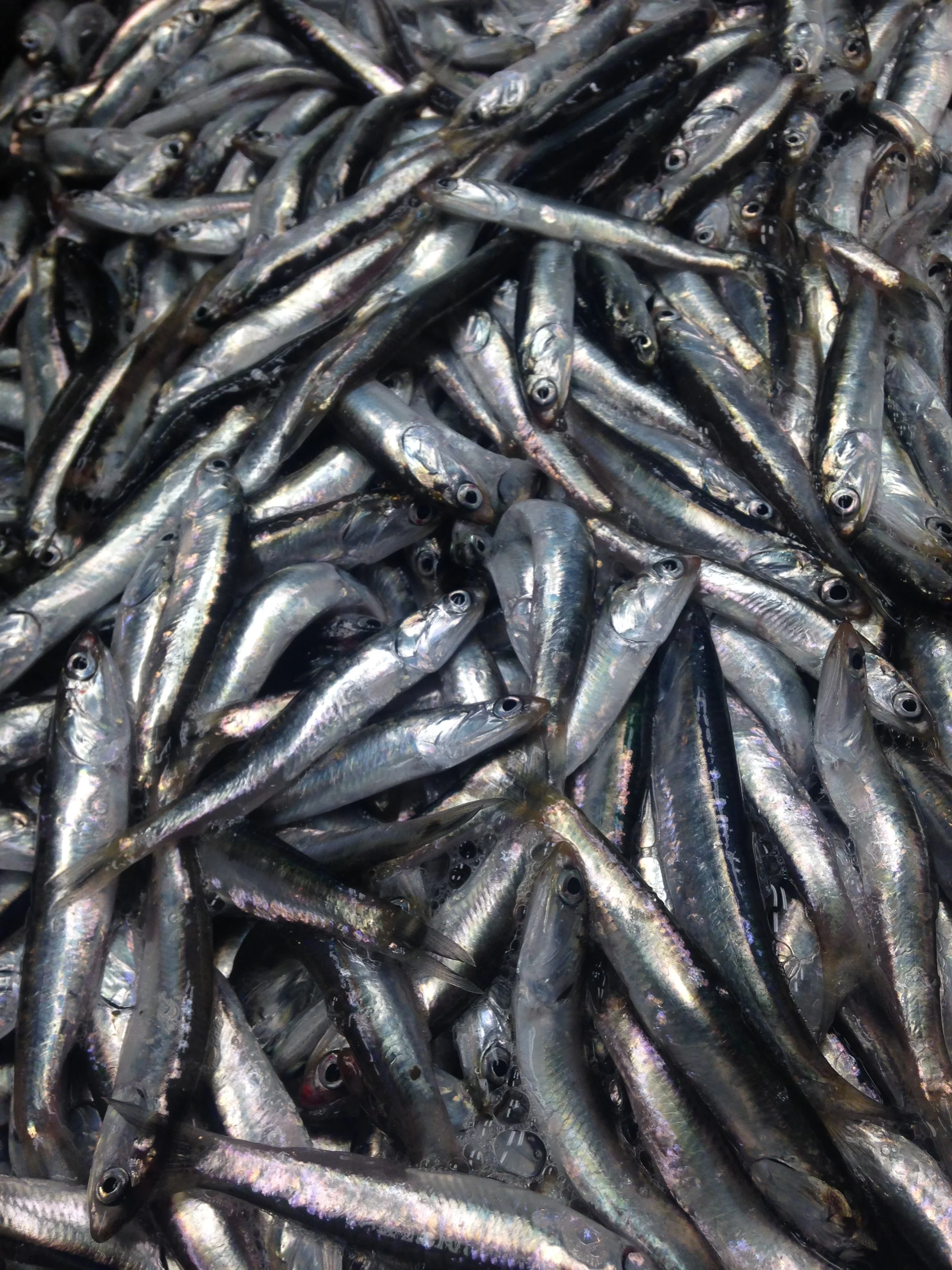anchovies2_2016.JPG
