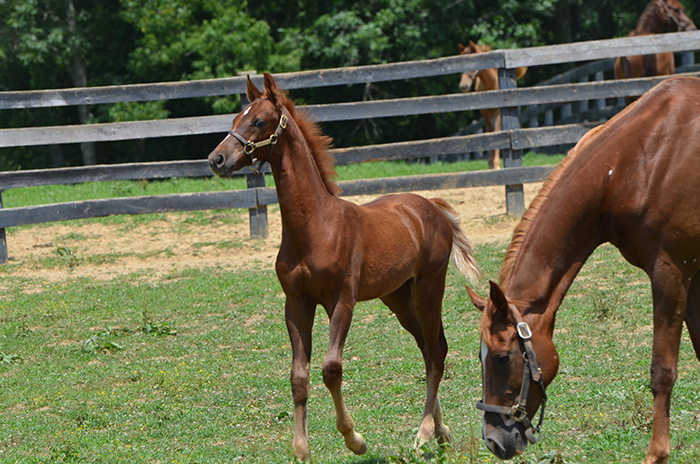 Recip Farewell Jewel (Anacacho's Desdemona x Delirium) 11LR.jpg