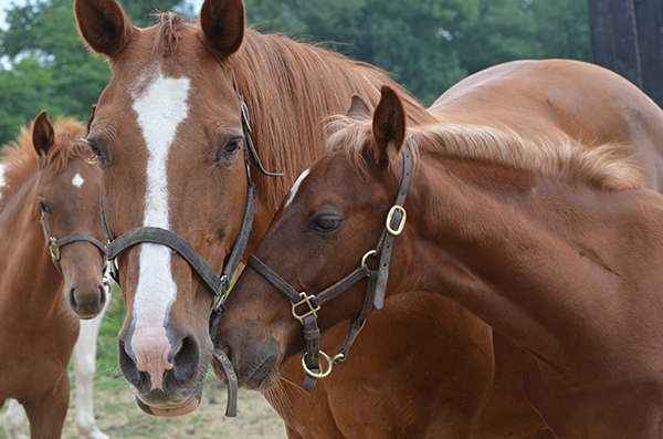 Recip Redd '13 (Sweetheart of Sigma Phi x Delirium 2-7-13 Colt) 3LR.jpg