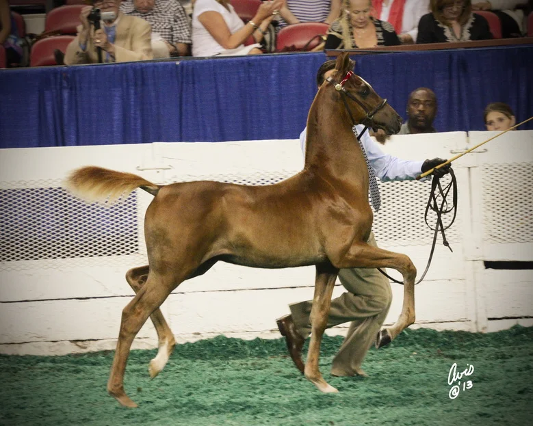 WC I'm First x Dancing Nightly - 2013 KSF Weanling Futurity Winner.JPG