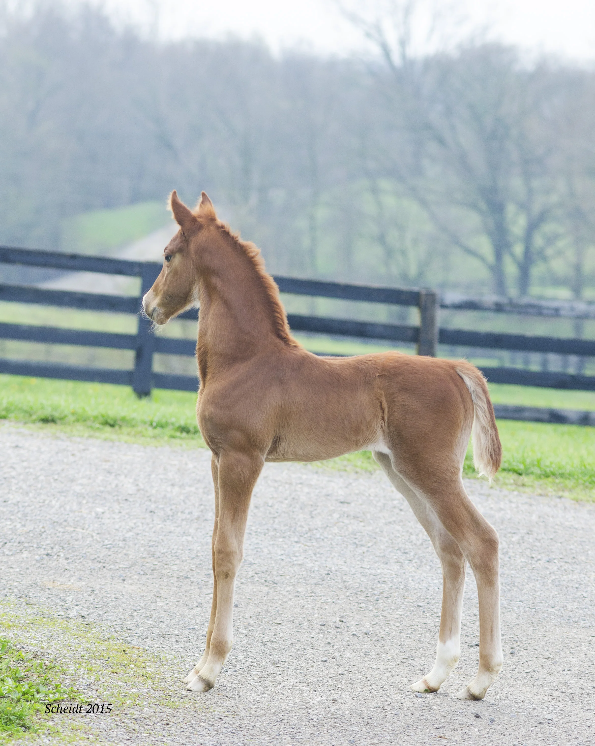 SC Sweetest Moment x Im First 2015.JPG