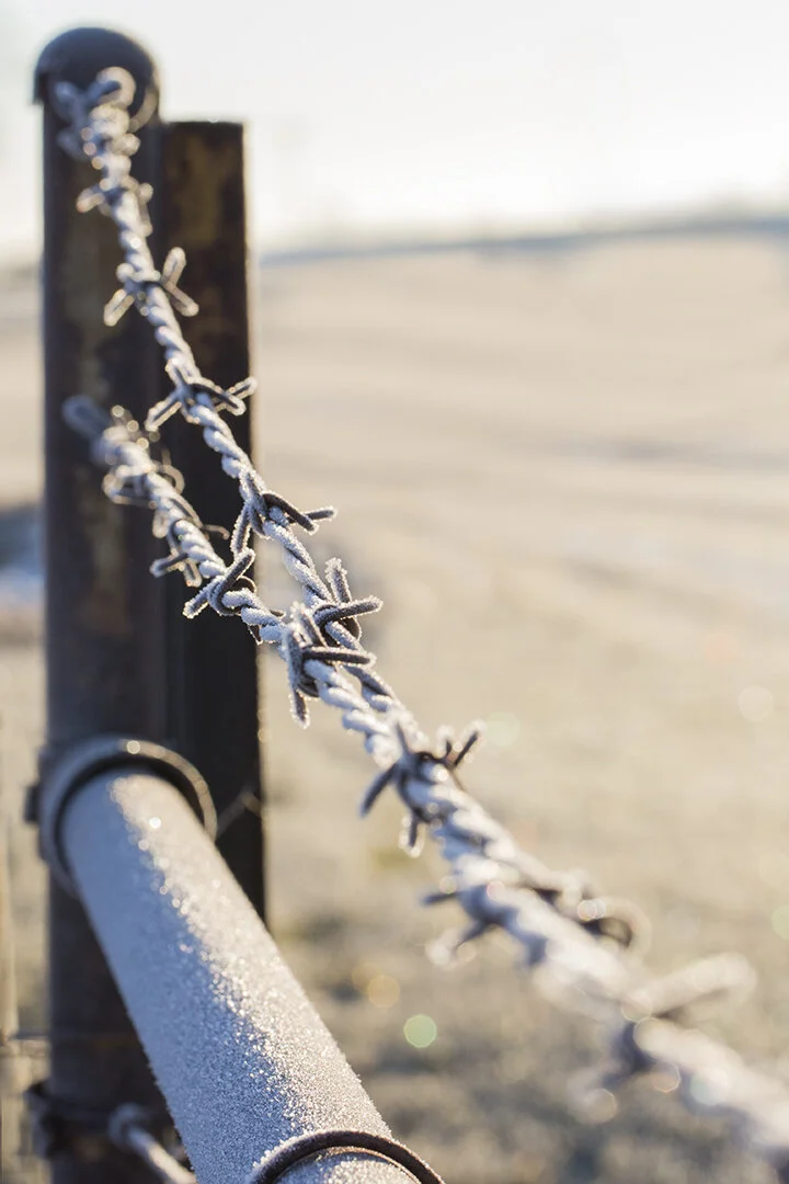 Barbed_Wire copy.jpg