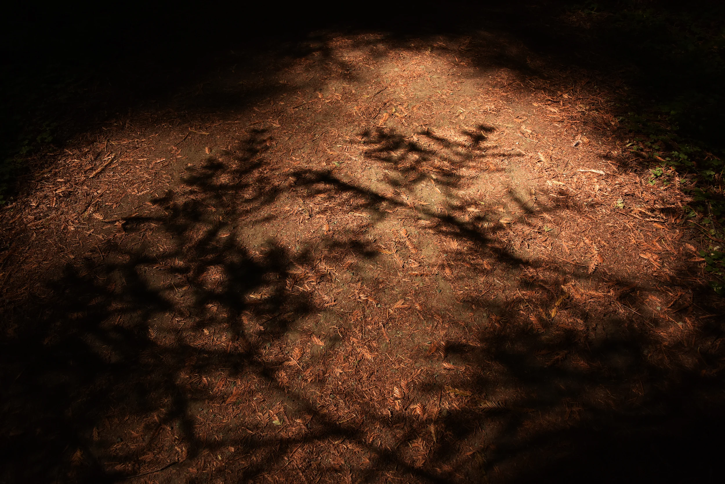DSC_7641sm.jpg