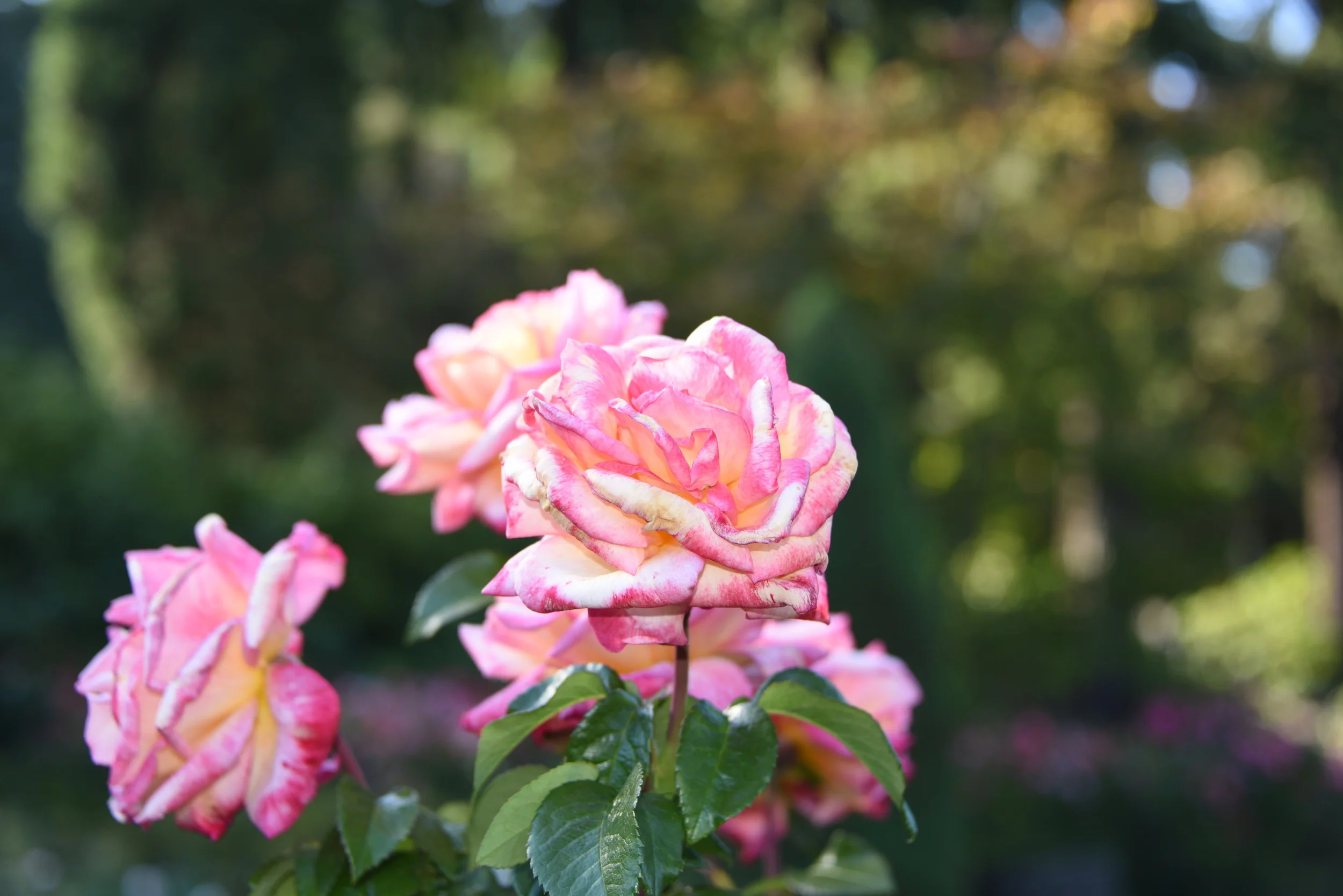 DSC_3685.JPG