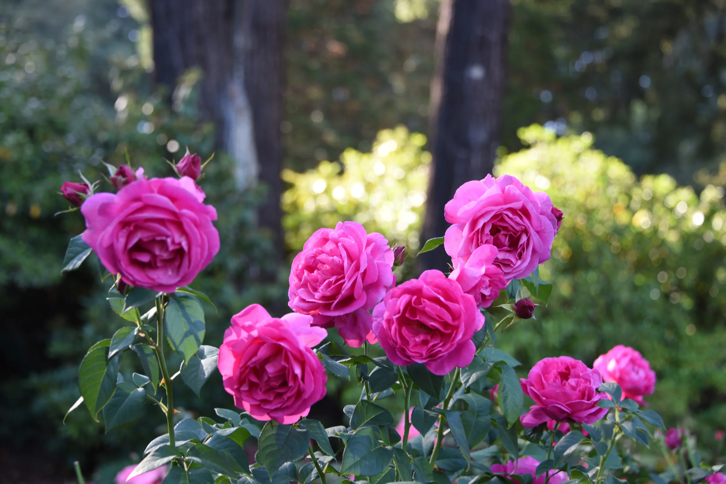 DSC_3691.JPG