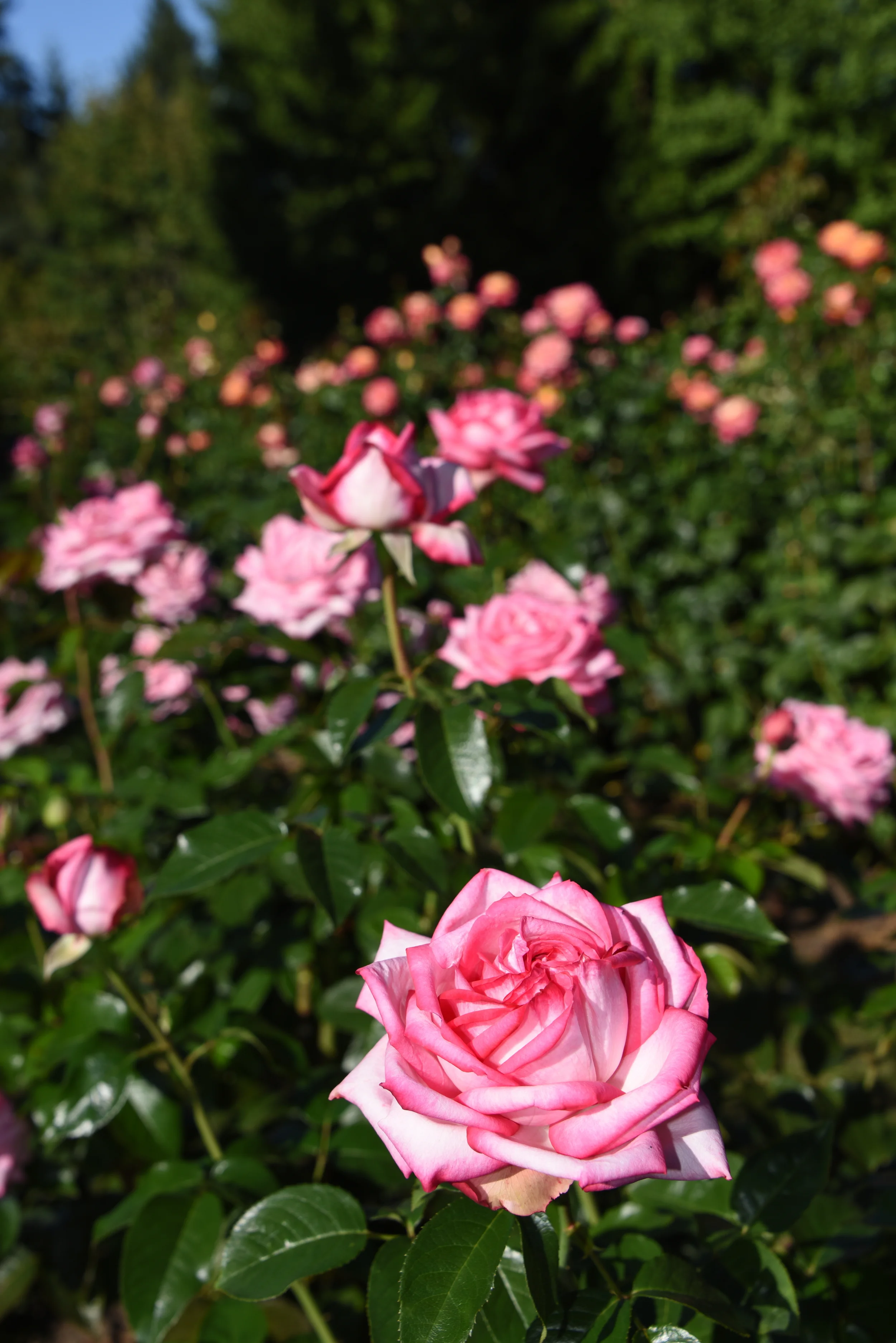 DSC_3736.JPG