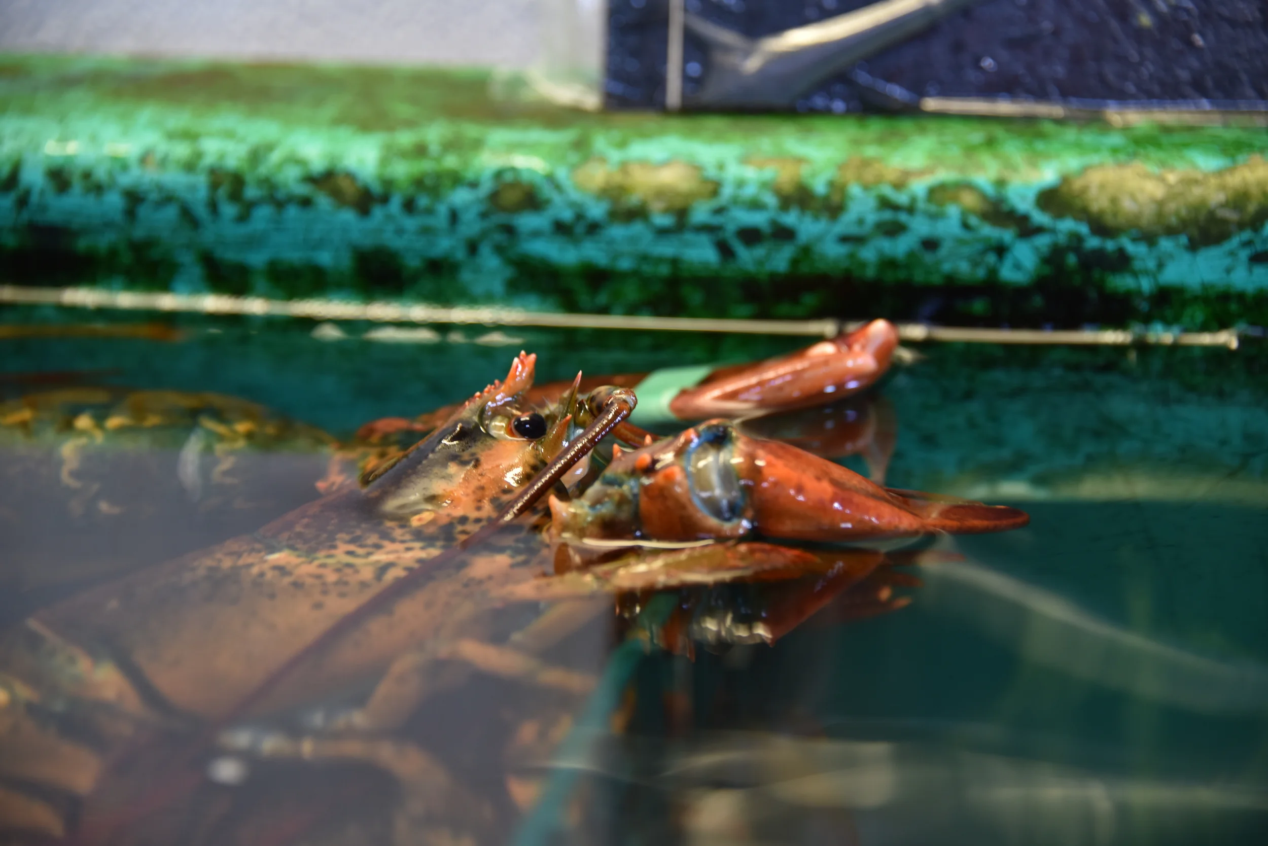 Lobster