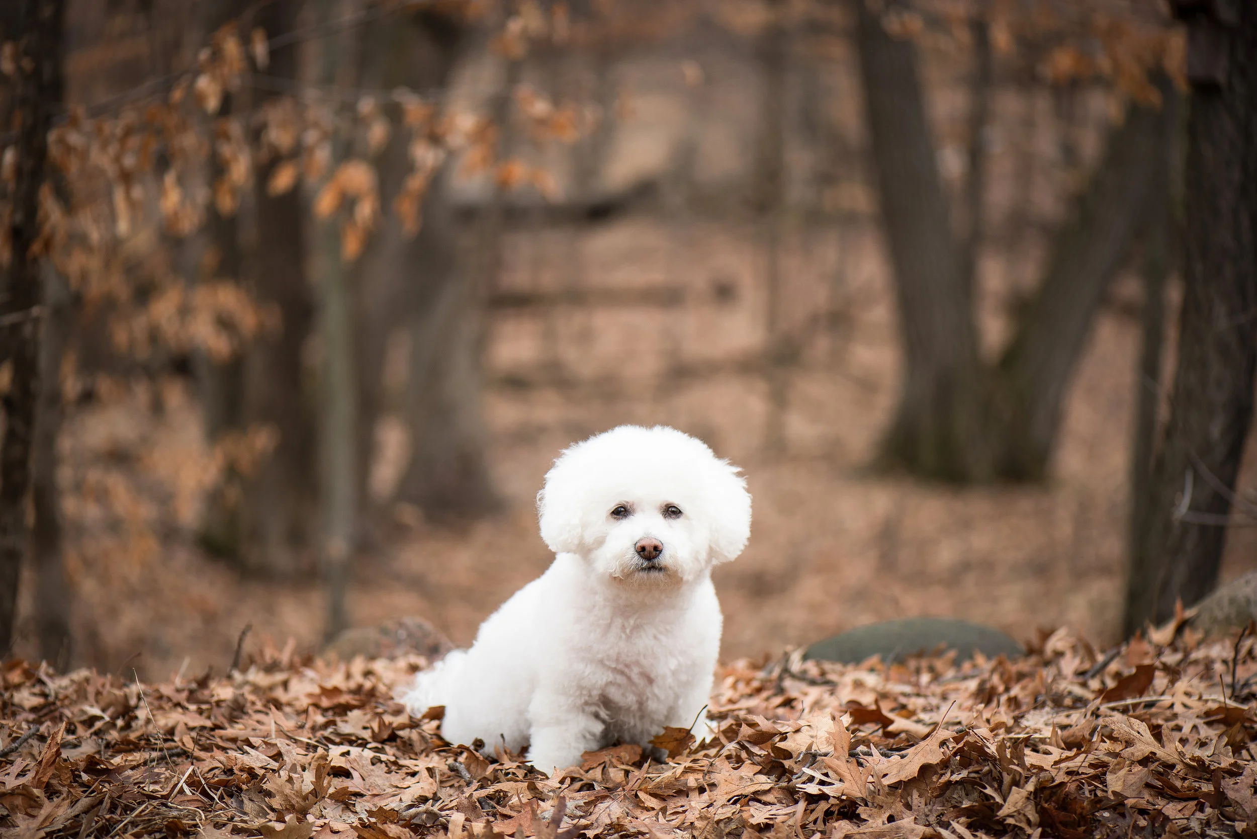 Cloey-Final to Nat Cam-for abwebsite.jpg