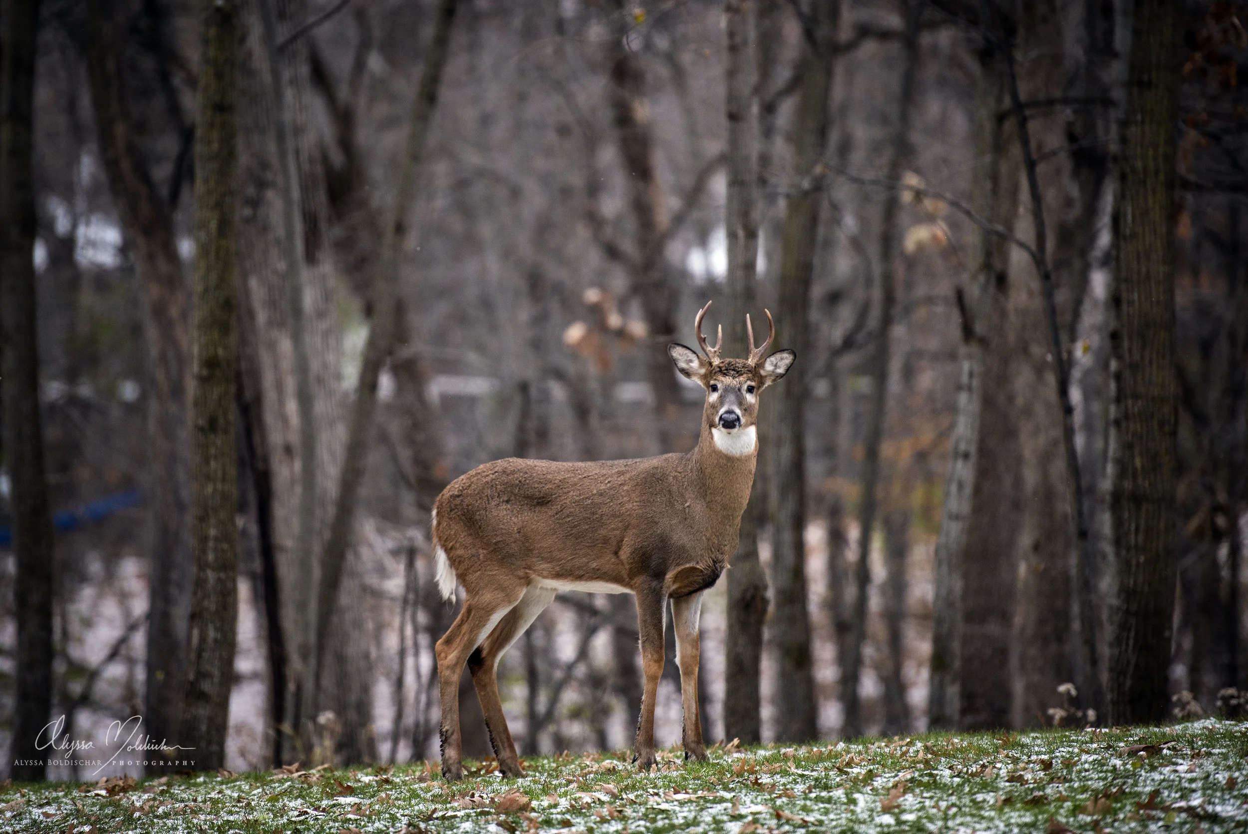 DSC_1719-6 p buck 1-with logo for website.jpg