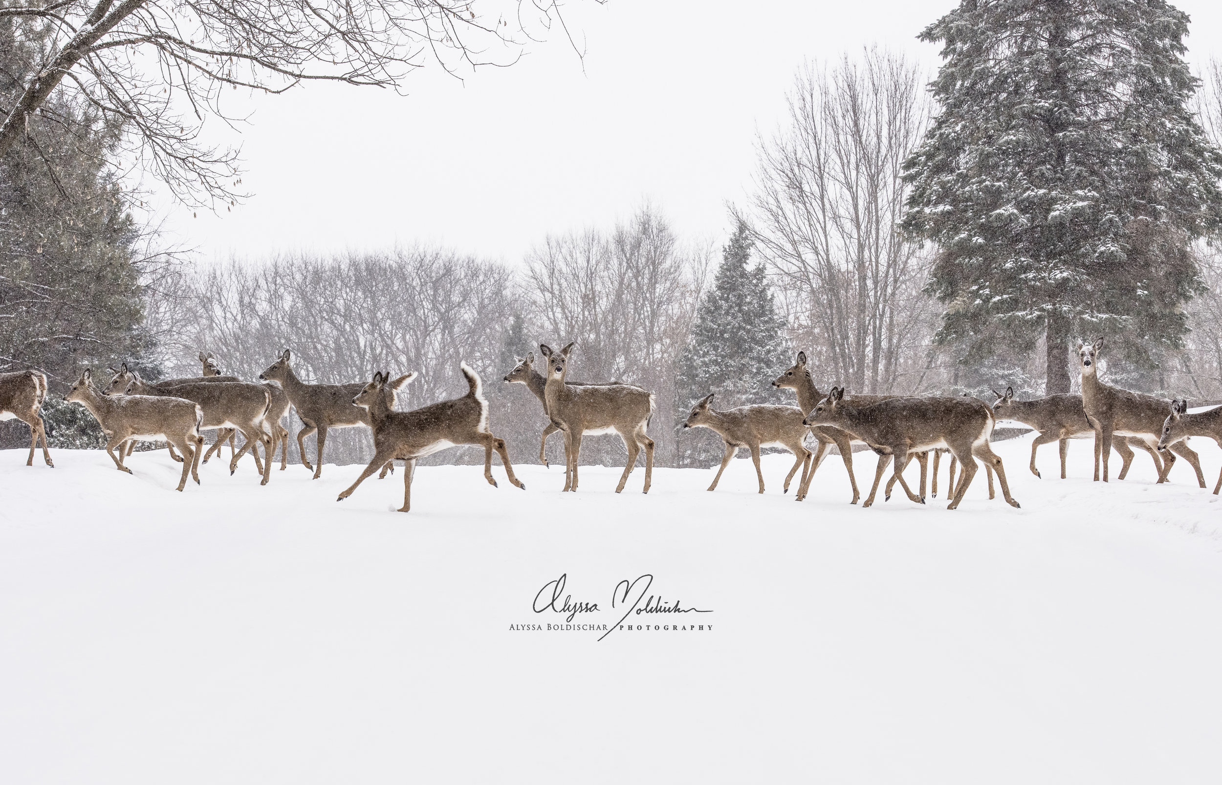 Deer+Crossing+-+Alyssa+Boldischar+FINAL--to+print-white-w-logo.jpg