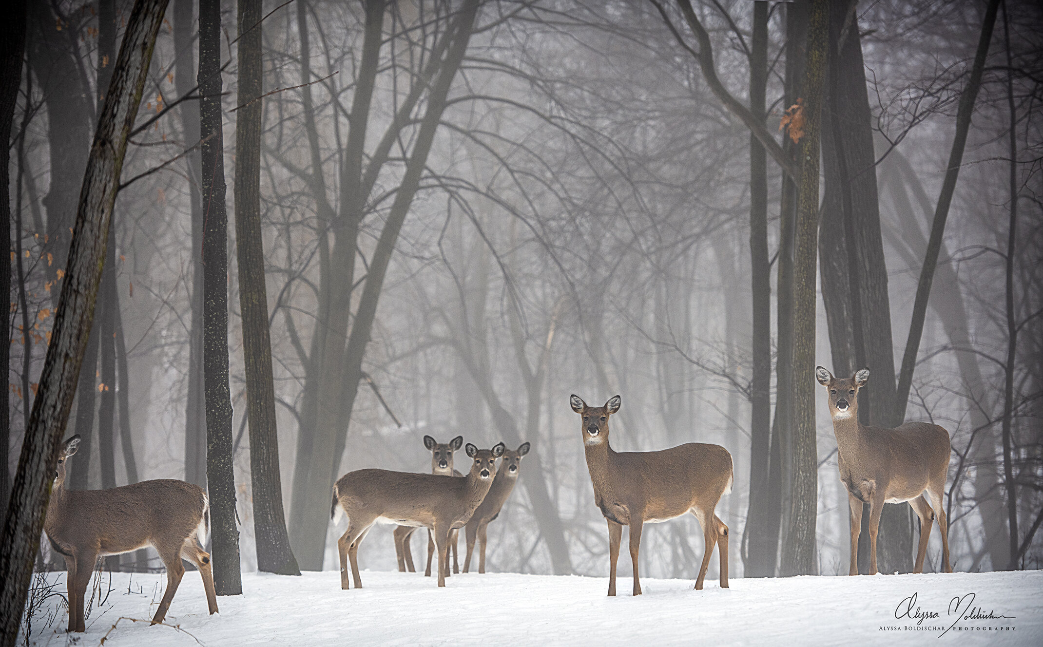 Deer+in+fog+with+logo+alyssa+boldischar-sm.jpg
