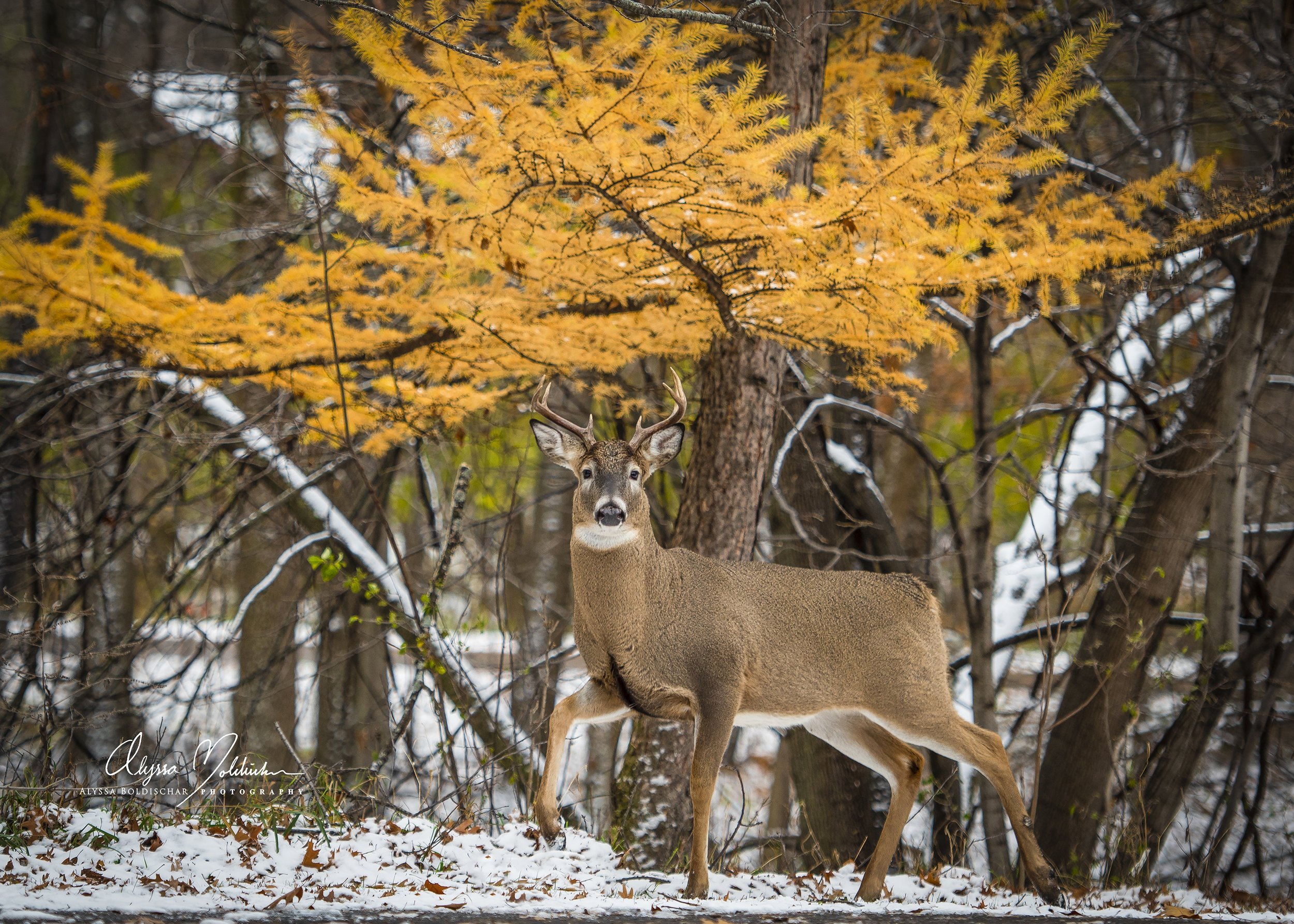 8+point+buck+1+-+with+logo-for+ab+website.jpg