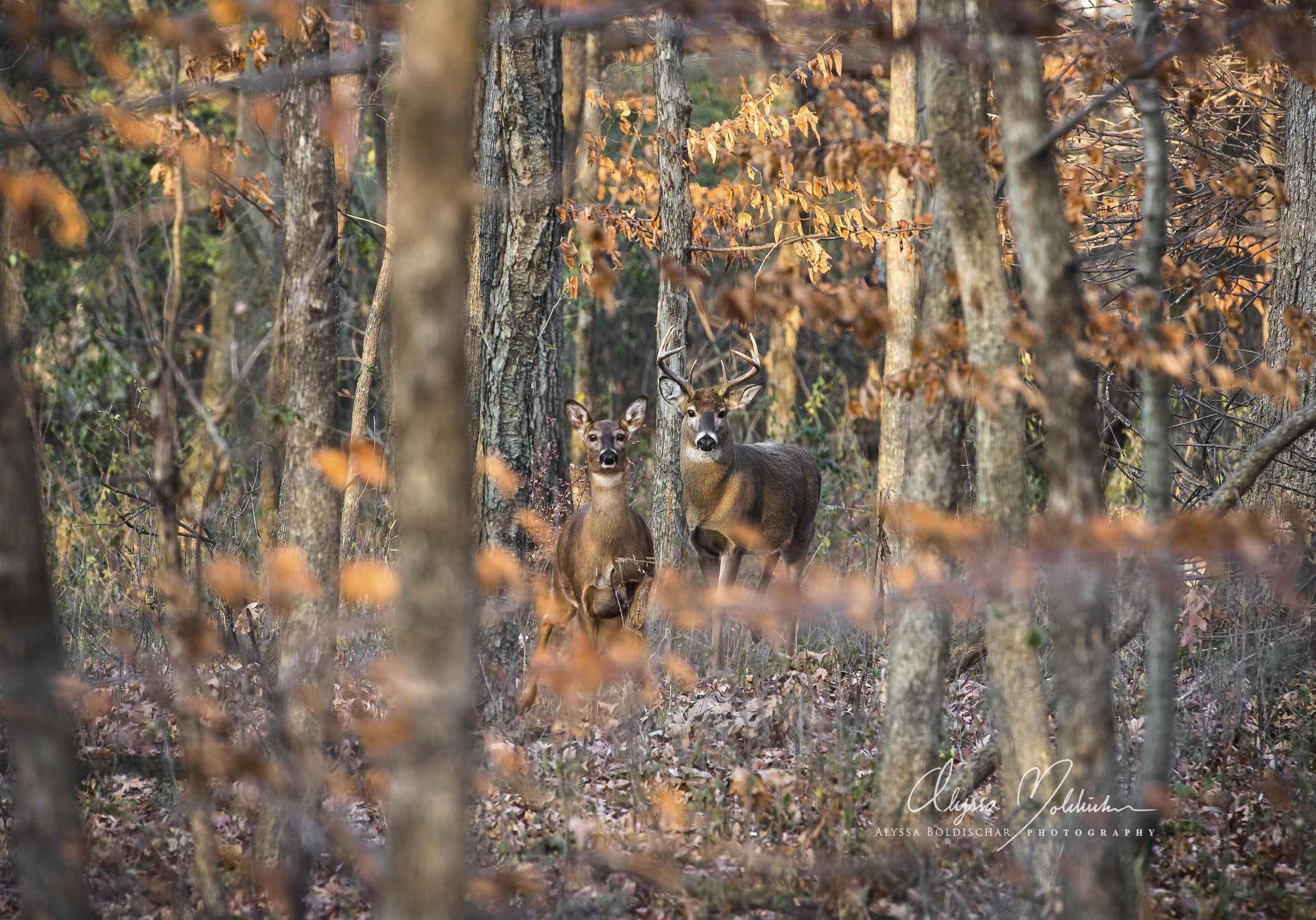 Deer+Alyssa+Boldischar+c-with+logo-for+insta.jpg