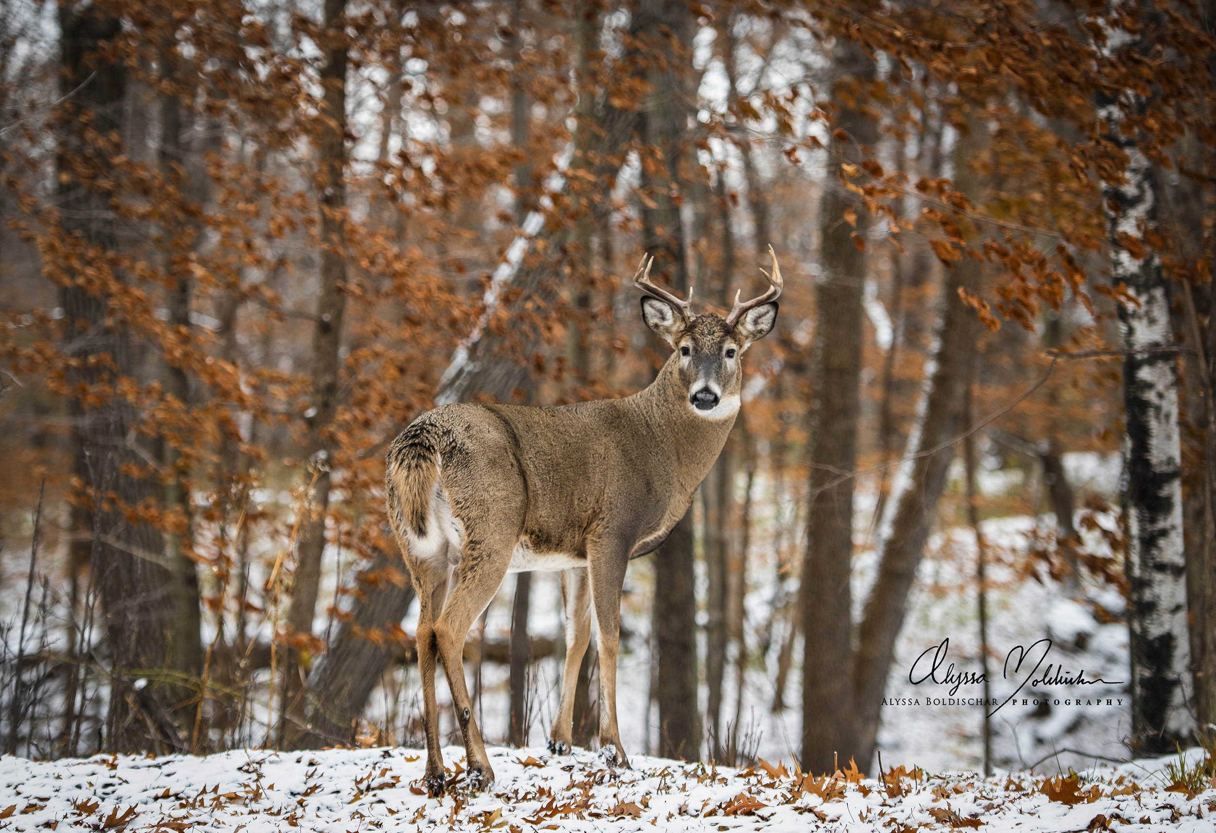 8+point+buck+4-with+logo-for+ab+website.jpg