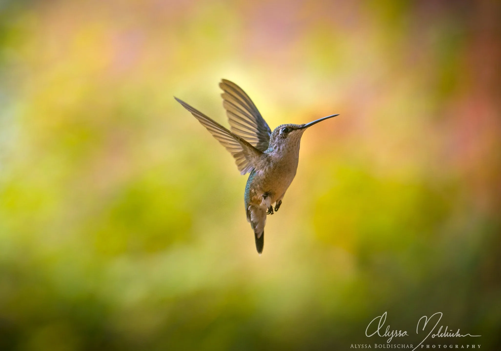 DSC_0467--2.jpg