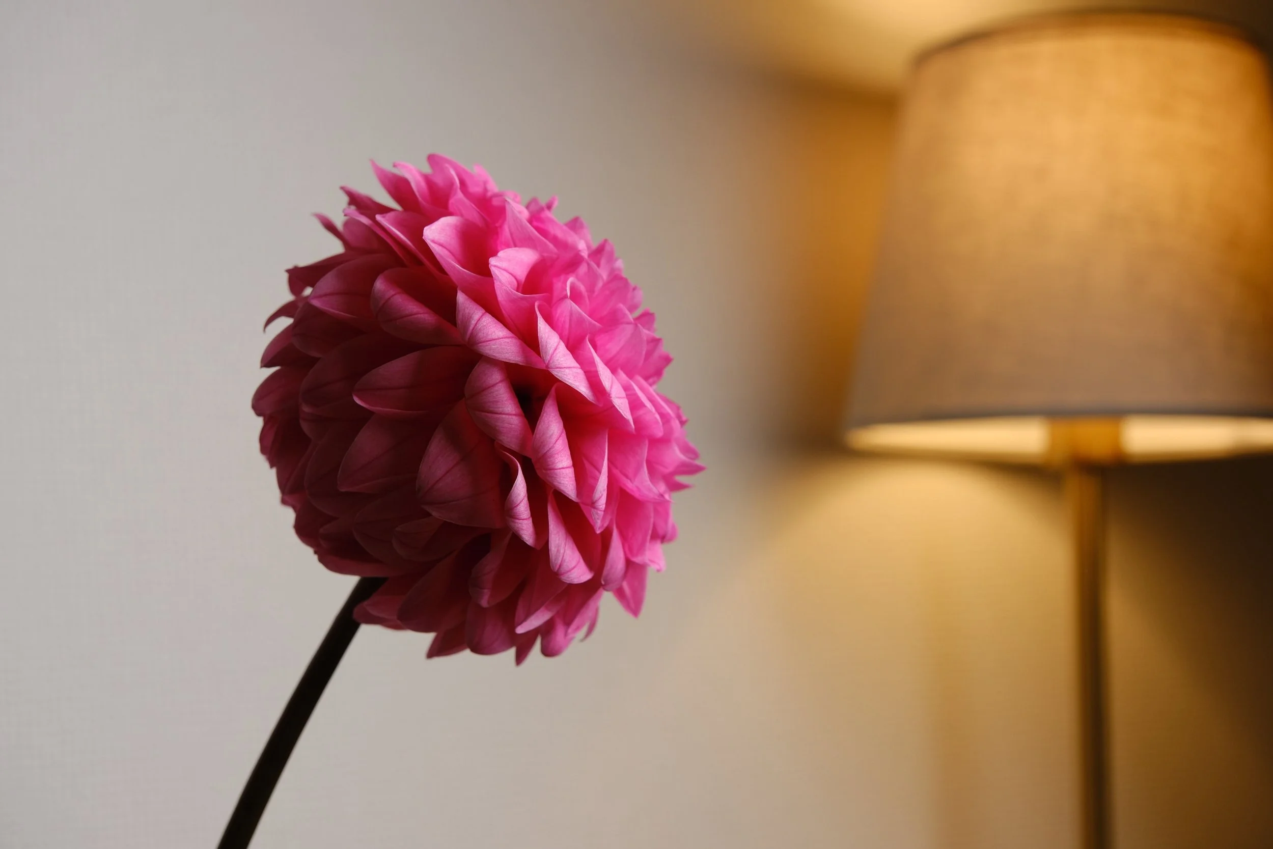 000 のコピー.jpg