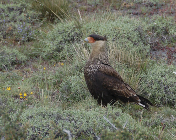 Caracara_c.jpg