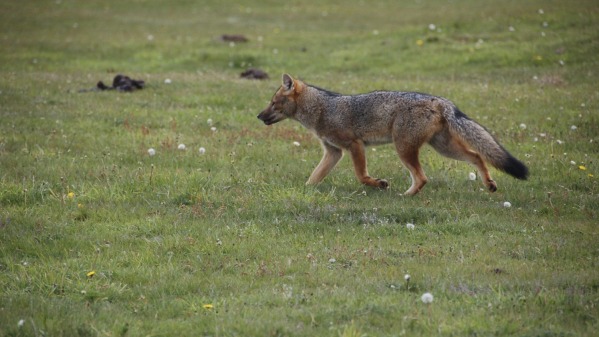 Red_fox.jpg