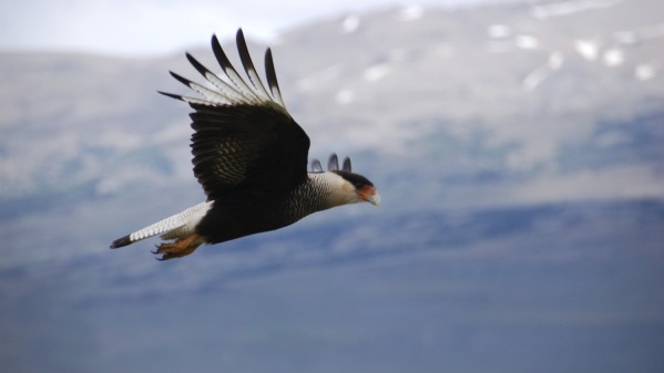 Caracara_in_flight.jpg