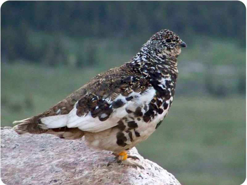 Lagopus_leucura copy.jpg