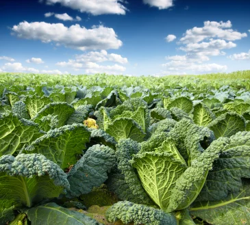 iStock_000016974980XSmall.jpg