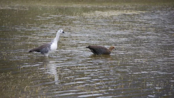 Upland_geese.jpg