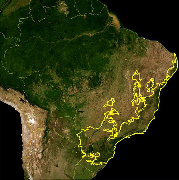 595px-Atlantic_Forest_WWF.jpg