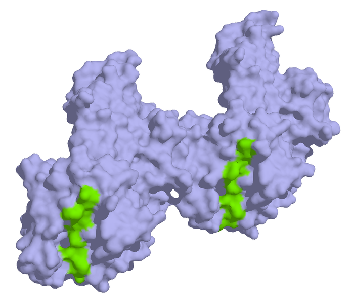 “HLA antibodies complexed to alpha-/beta-gliadin.” Image: Wikimedia Commons
