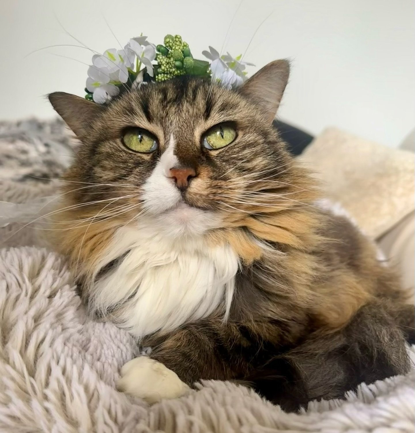 A bleary-eyed college student stumbled into the Austin Humane Society and punched above her weight. Kitten Willow completed finishing school in the first four weeks of life and came home perfect. She earned the regal white ruff that adorned her chest
