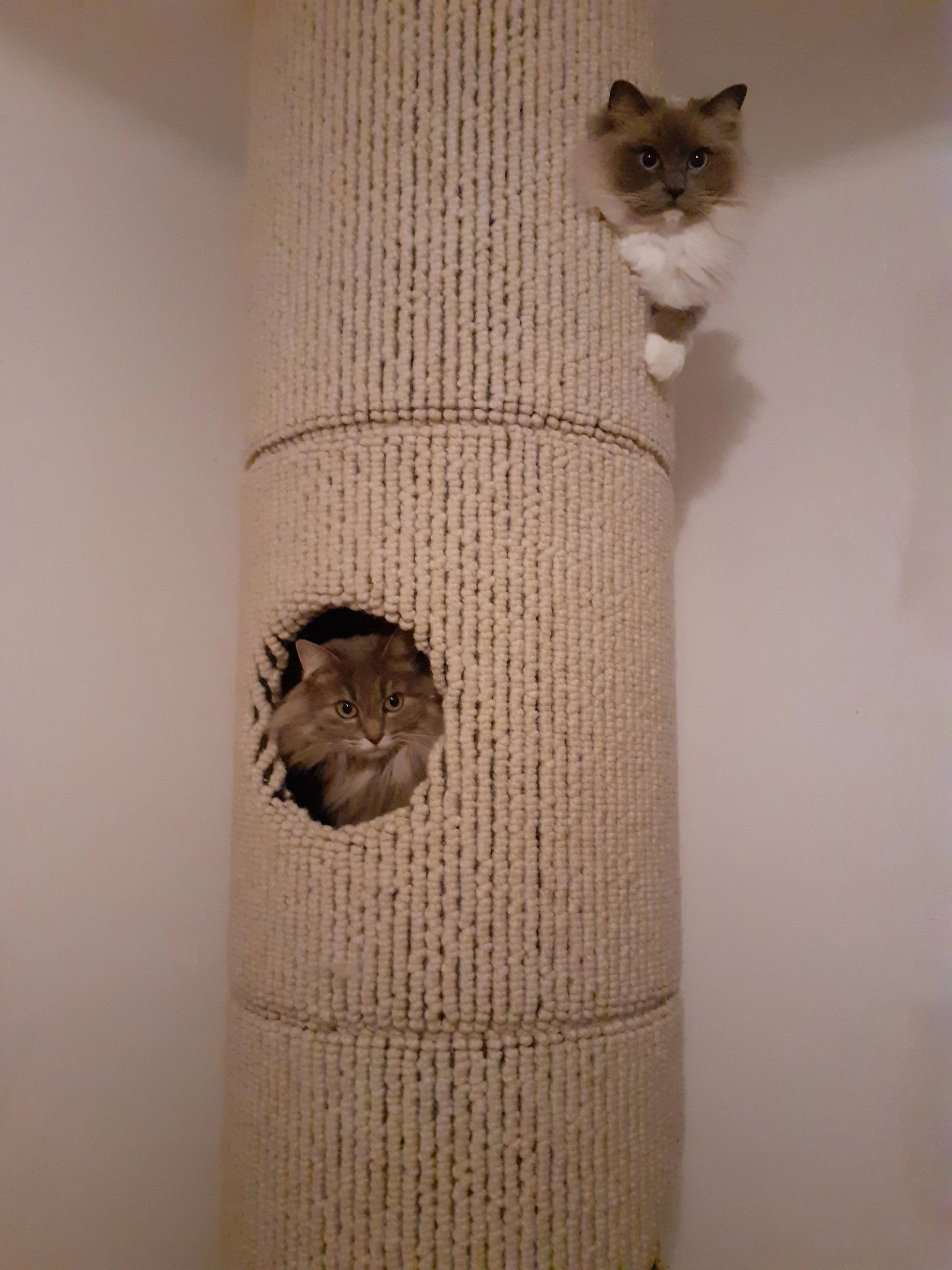 Jeevan, Maizykeen & Osaka