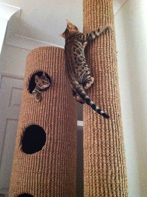 Mungo & Missy