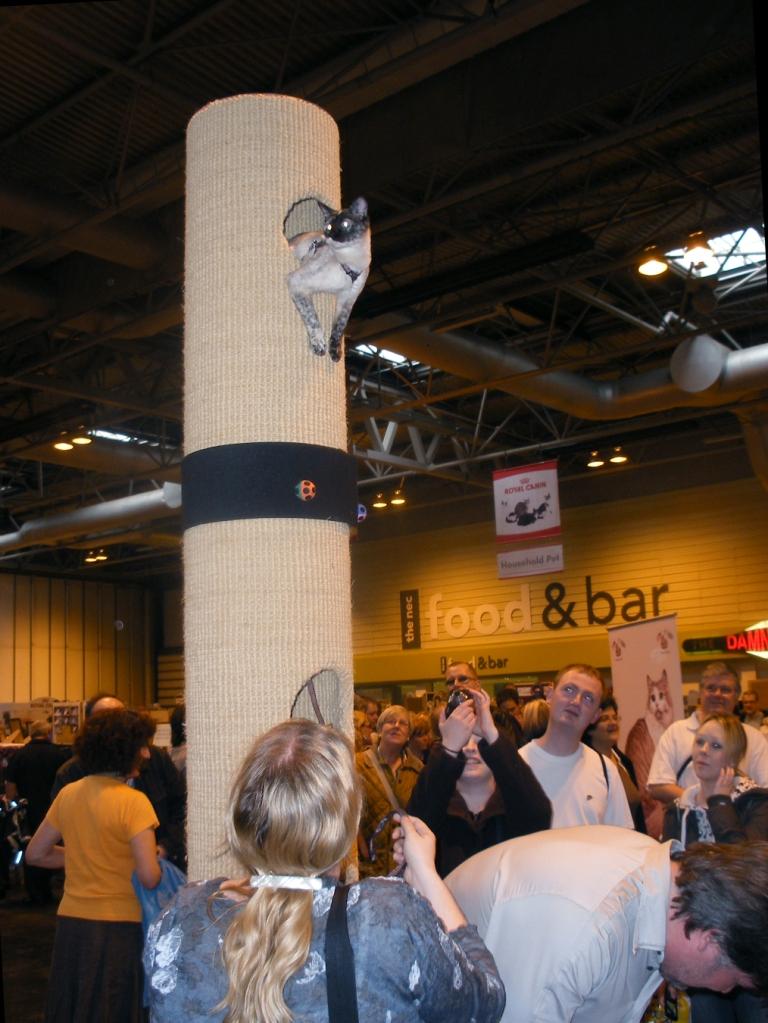 Cobweb climbing a Tomcat 4 at the Supreme Cat Show