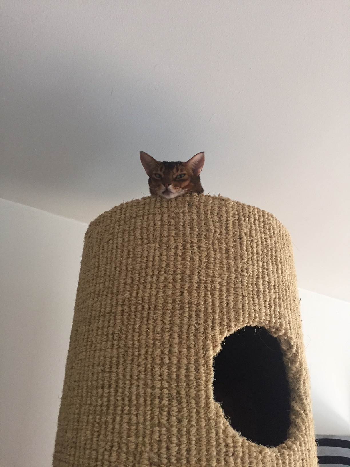 Bespike Cinema Fatcat 